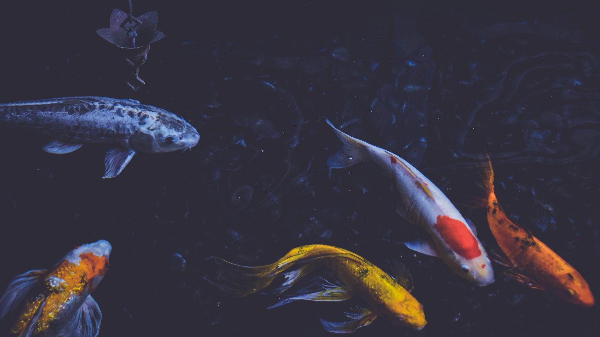 4K Koi Wallpaper and Background Image