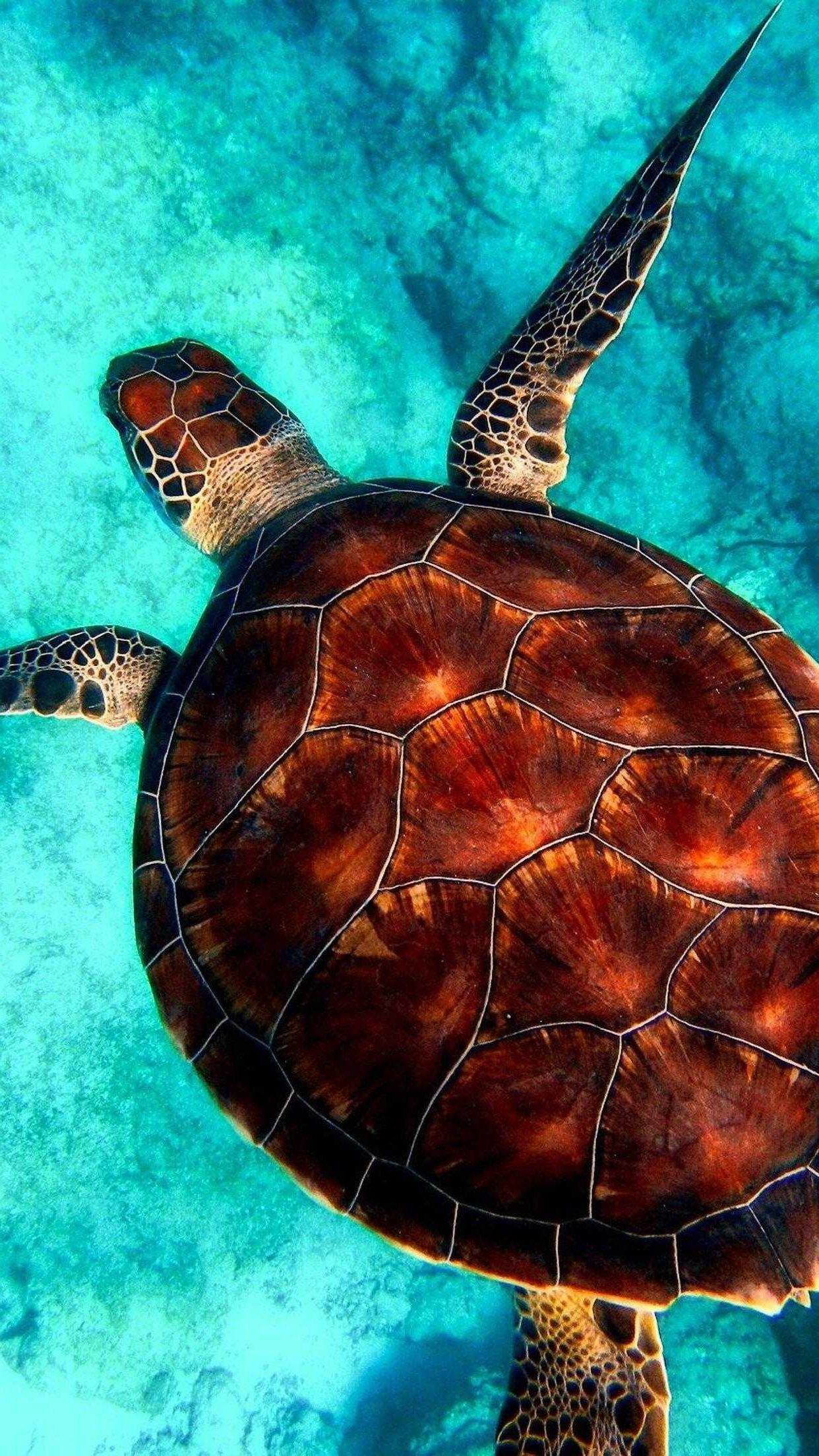 A turtle swims in the clear blue waters - Turtle