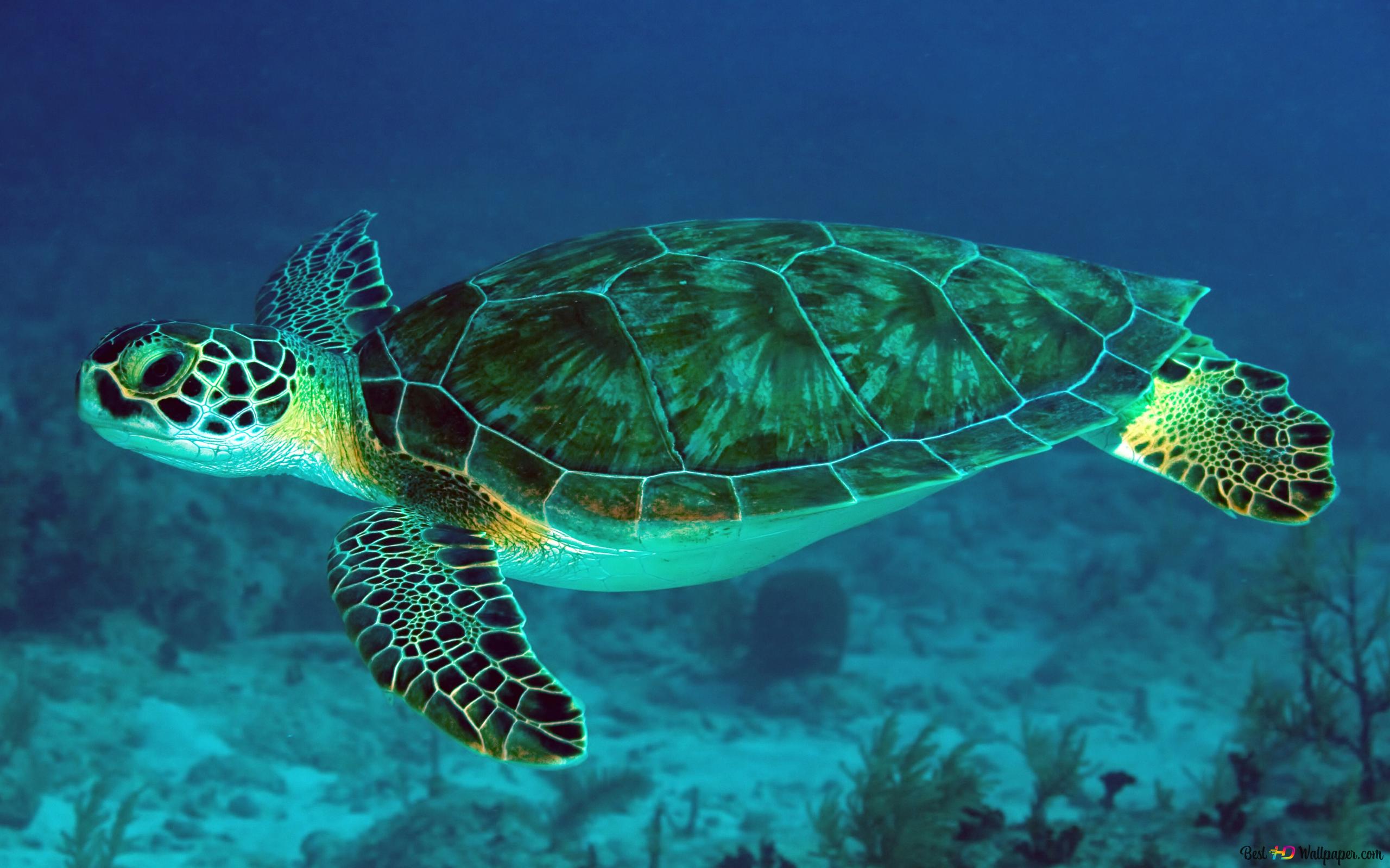 Sea turtle swimming in the ocean - Turtle