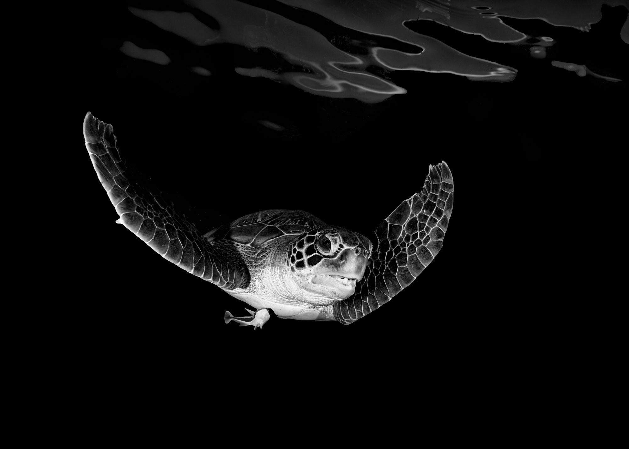 A black and white photo of an underwater turtle - Turtle