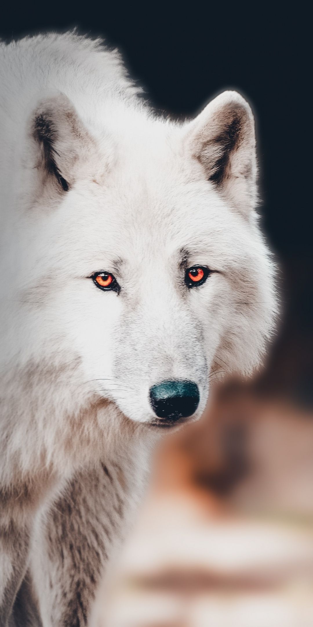 The white wolf, portrait wallpaper. Wolf dog, Wolf eyes, White wolf