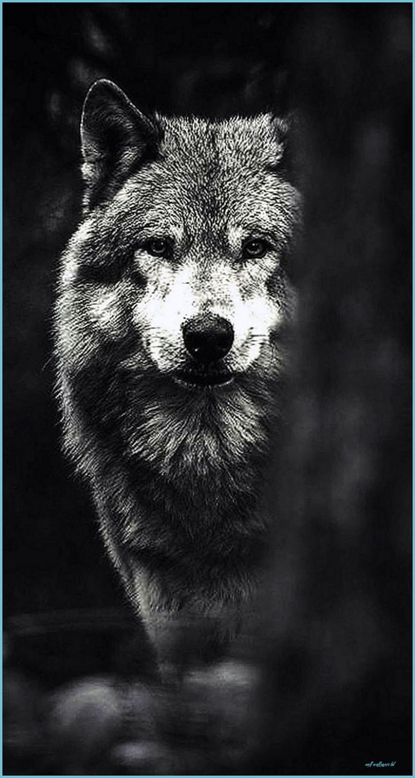 Black wolf iphone wolf HD wallpaper