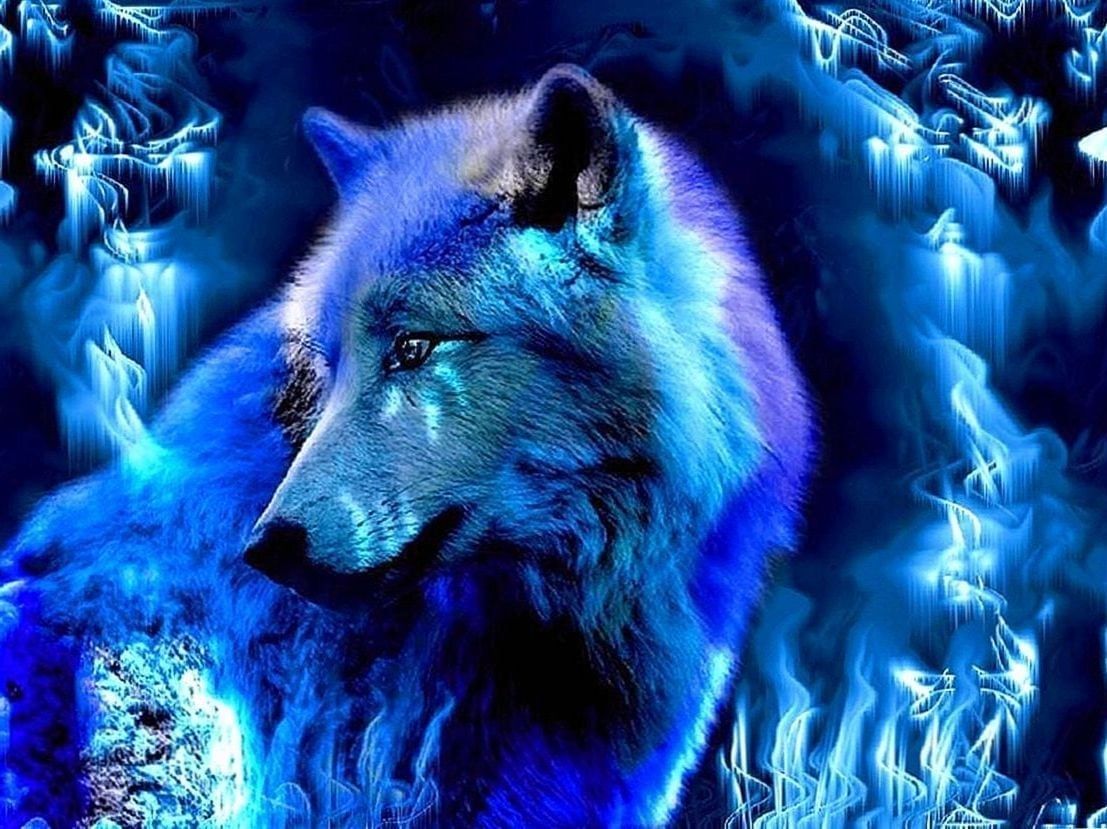 A wolf in blue flames - Wolf