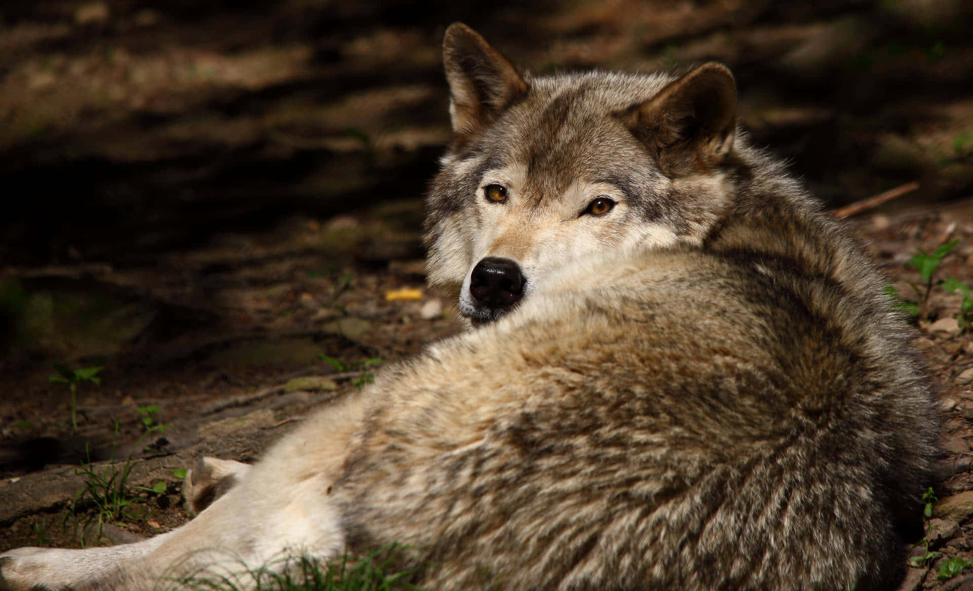 A wolf laying on the ground - Wolf