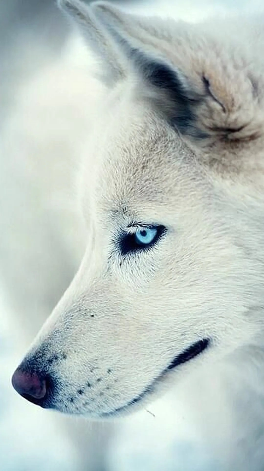 IPhone wallpaper of a white wolf with blue eyes. - Wolf