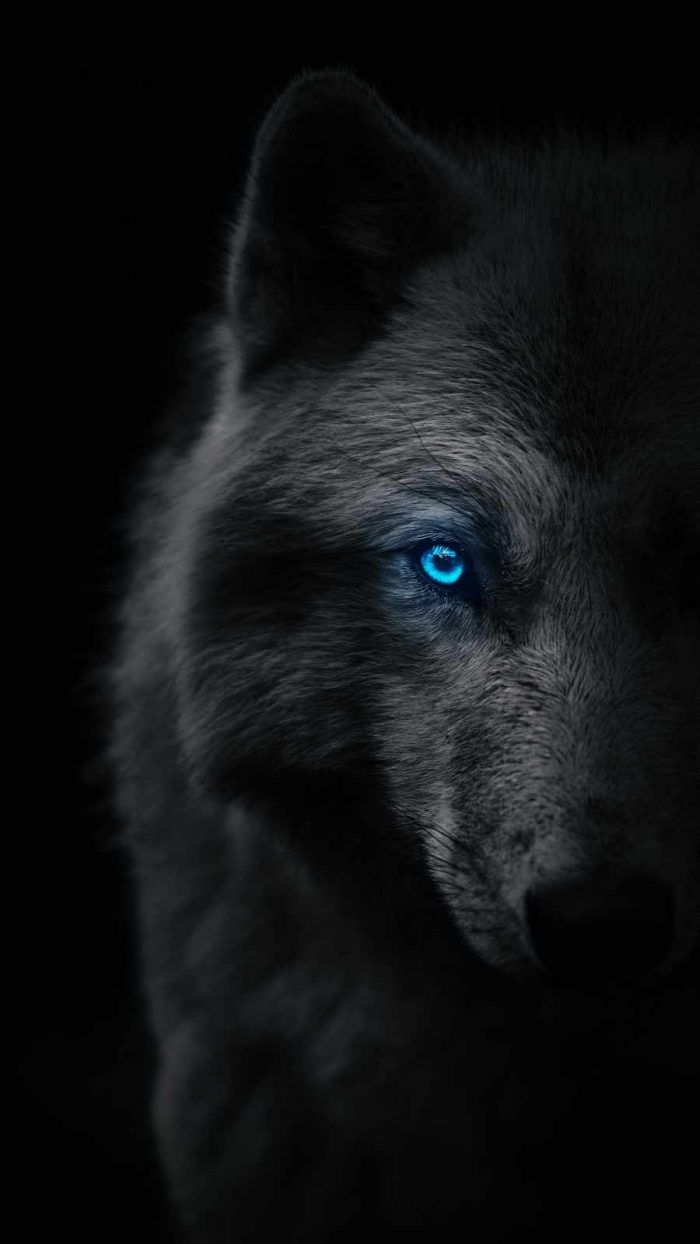 Black wolf with blue eyes, cute animal backgrounds, black background, close up photo of a wolf - Wolf