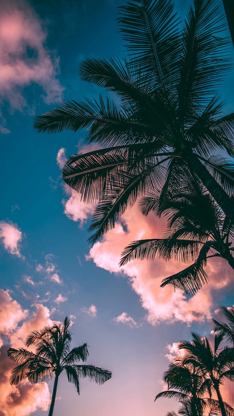 Palm trees, clouds, and sky - Coconut