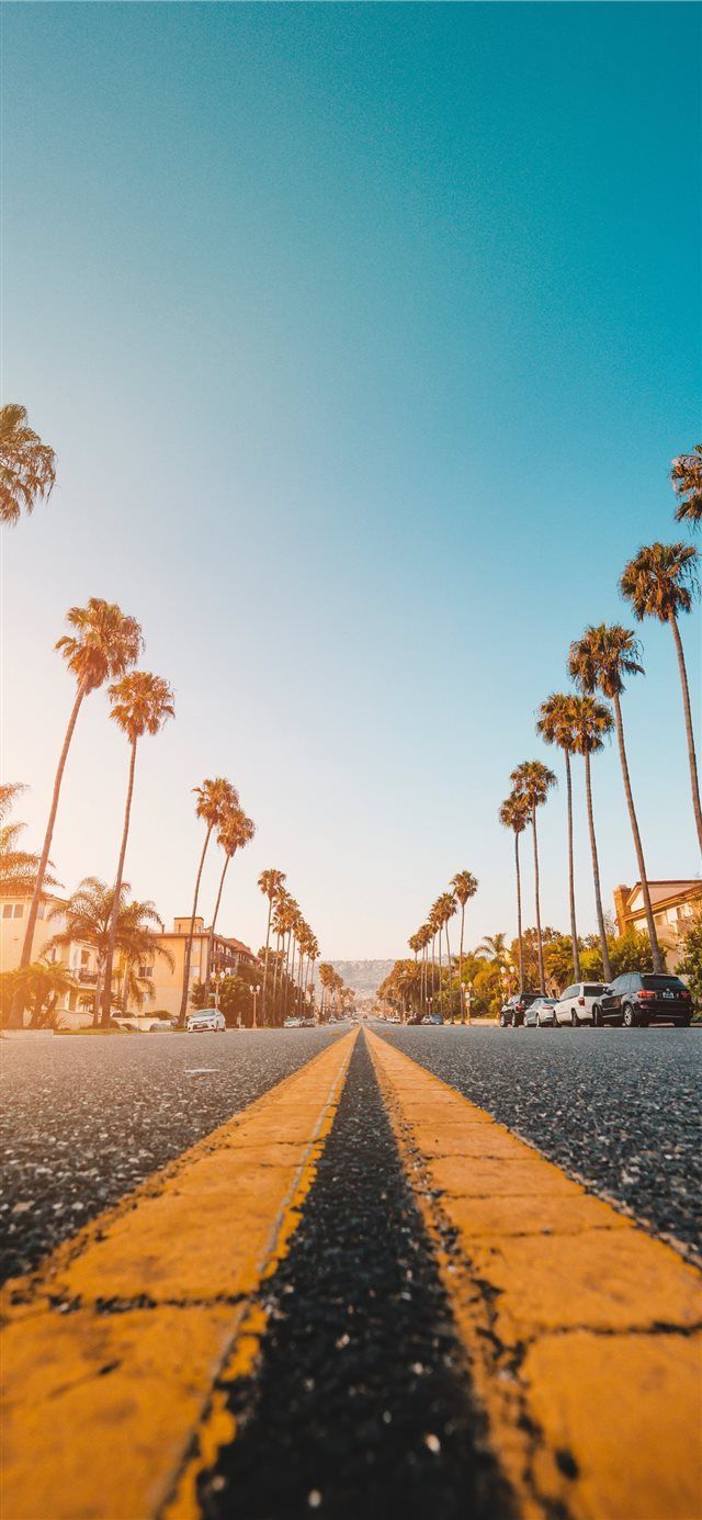 Follow the Yellow Palmed Road iPhone X wallpaper #road #street #perspective #palmtree #cl. Tree wallpaper iphone, iPhone wallpaper yellow, Wallpaper iphone summer