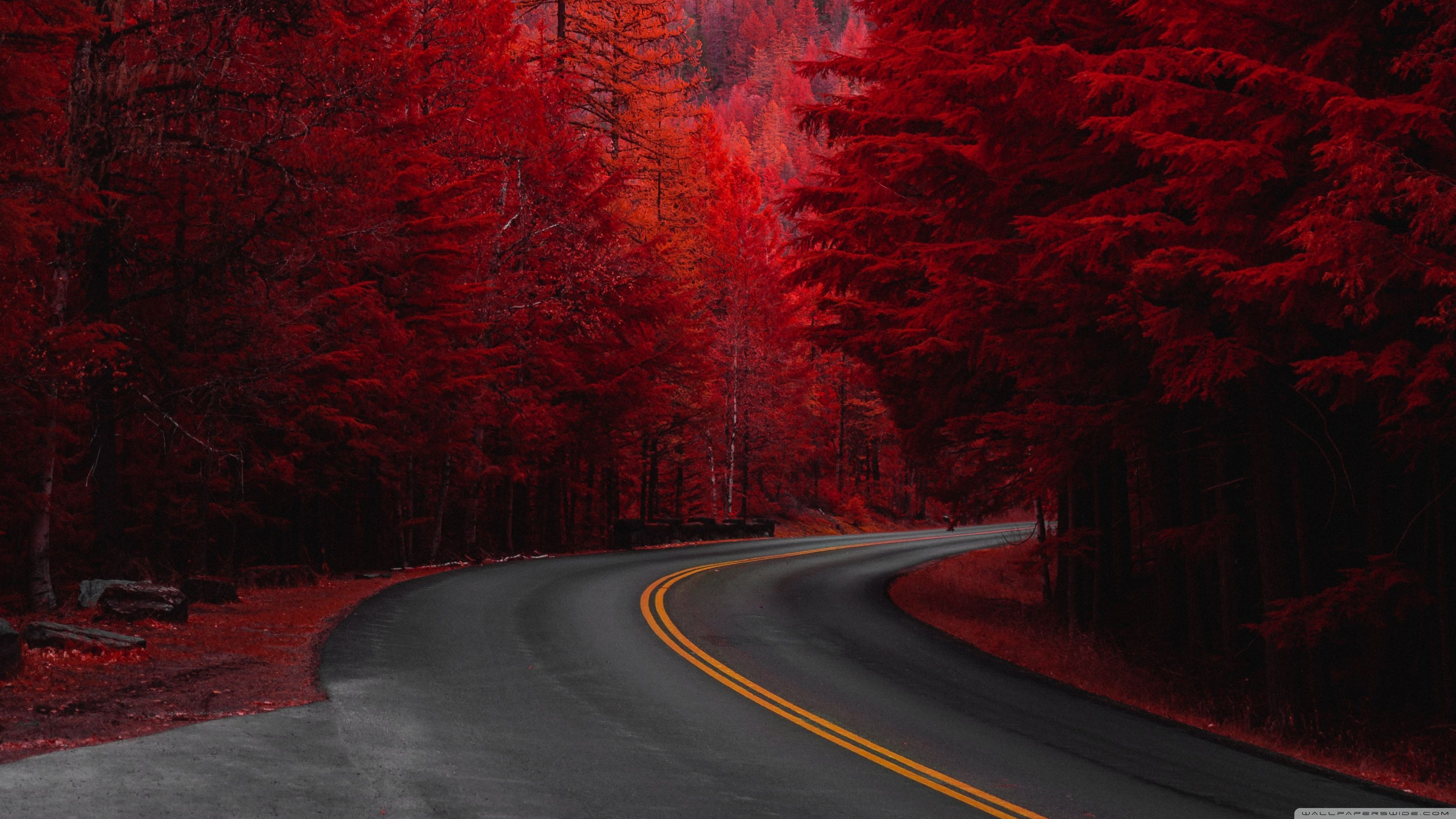 Red forest road 4K HD desktop wallpaper for 4K Ultra HD TV - Road