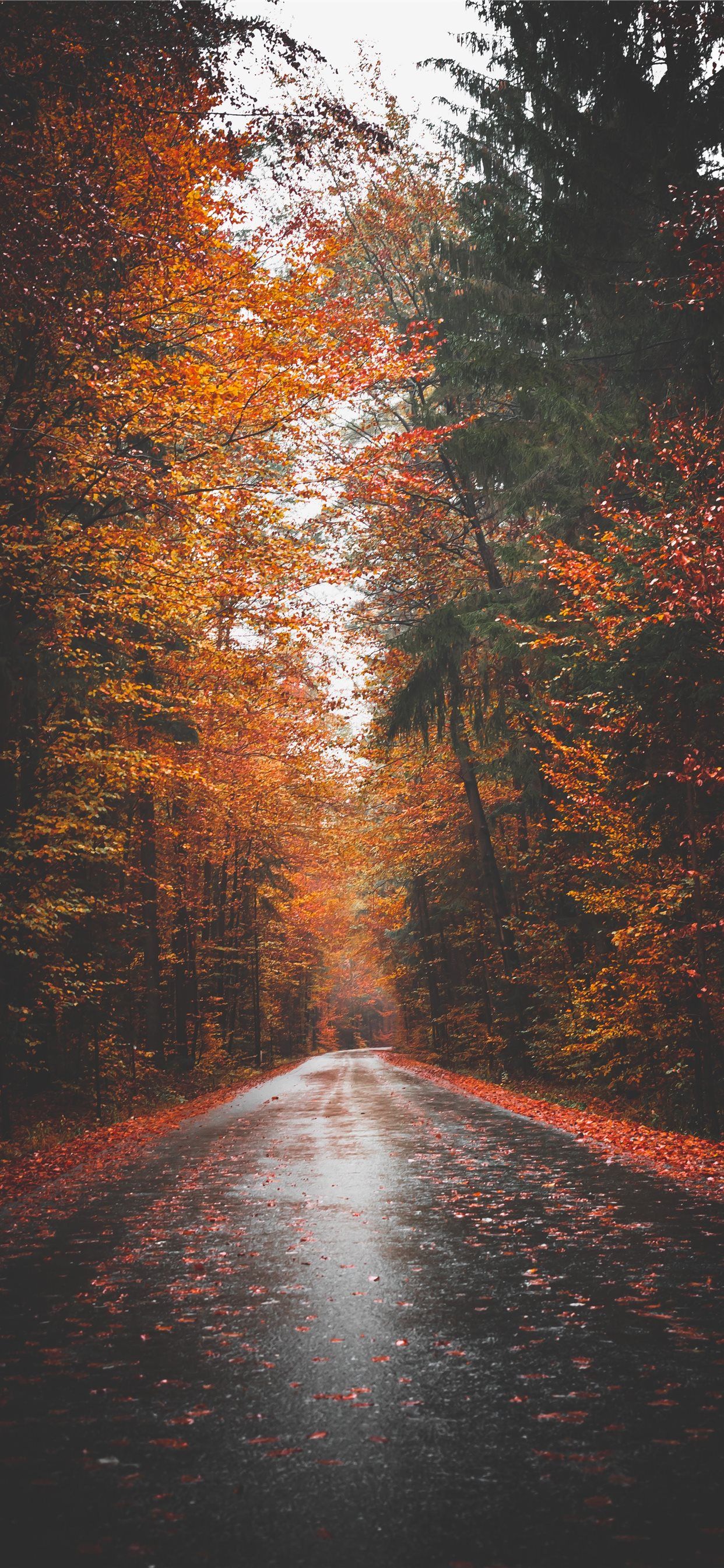 A road in the middle of a forest surrounded by trees with fall foliage - Road
