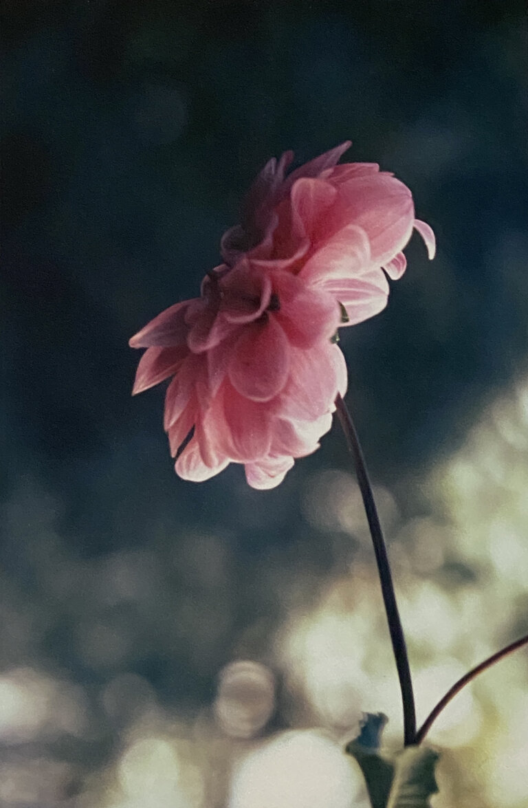 A pink flower sits in a vase in front of a dark background. - Texas