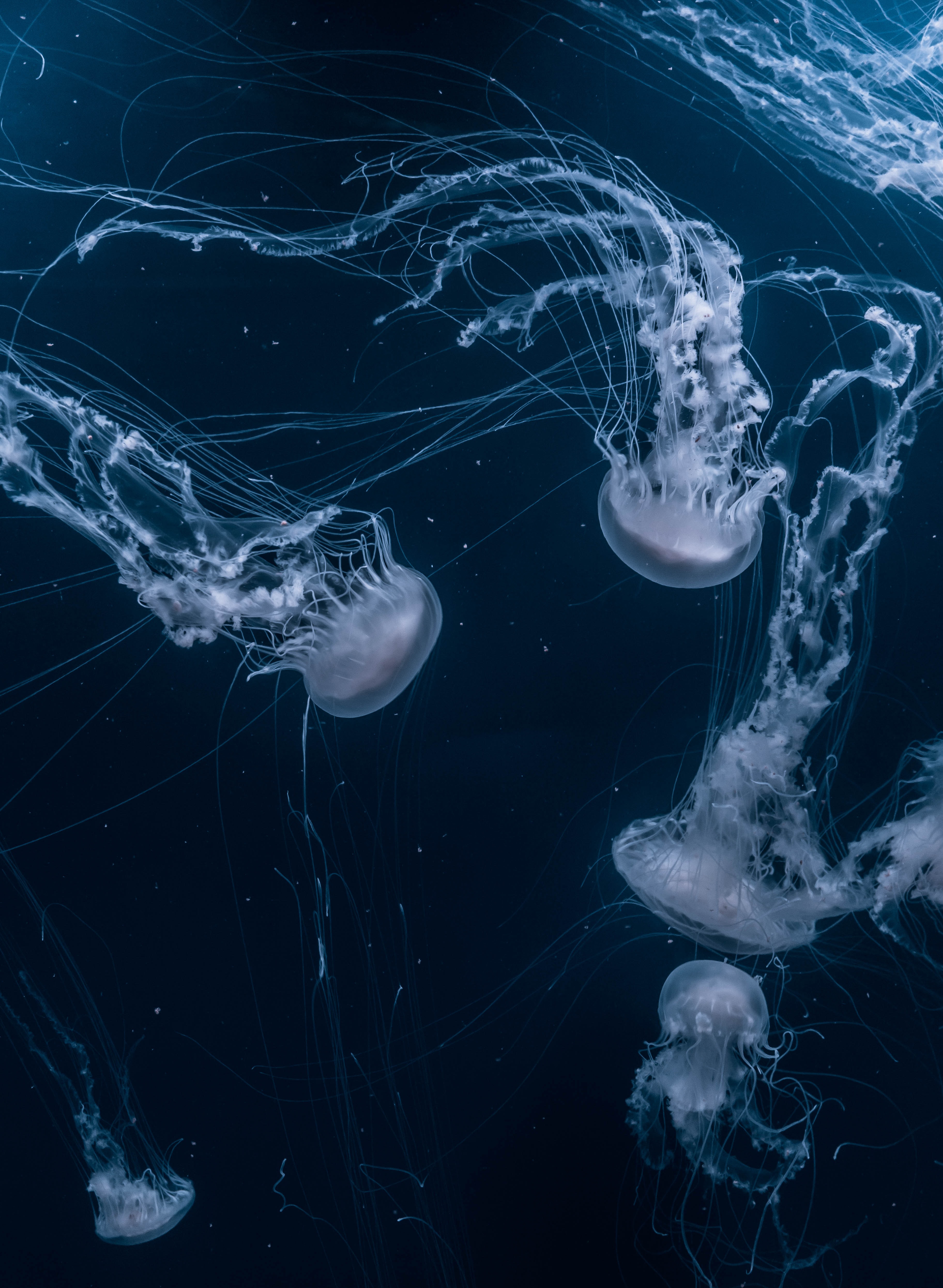 jellyfish underwater aesthetic image