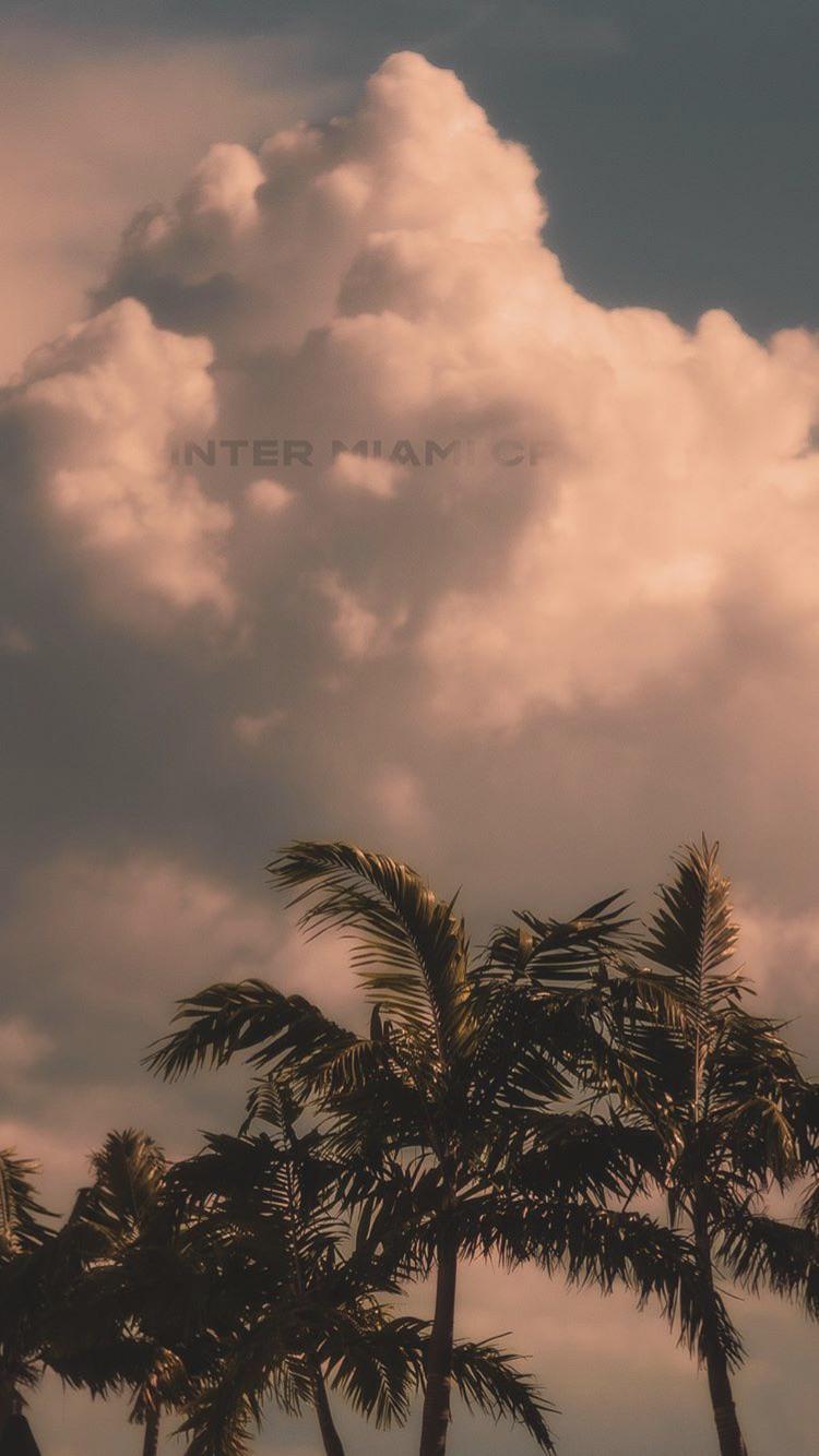 Palm trees under a cloudy sky - Miami