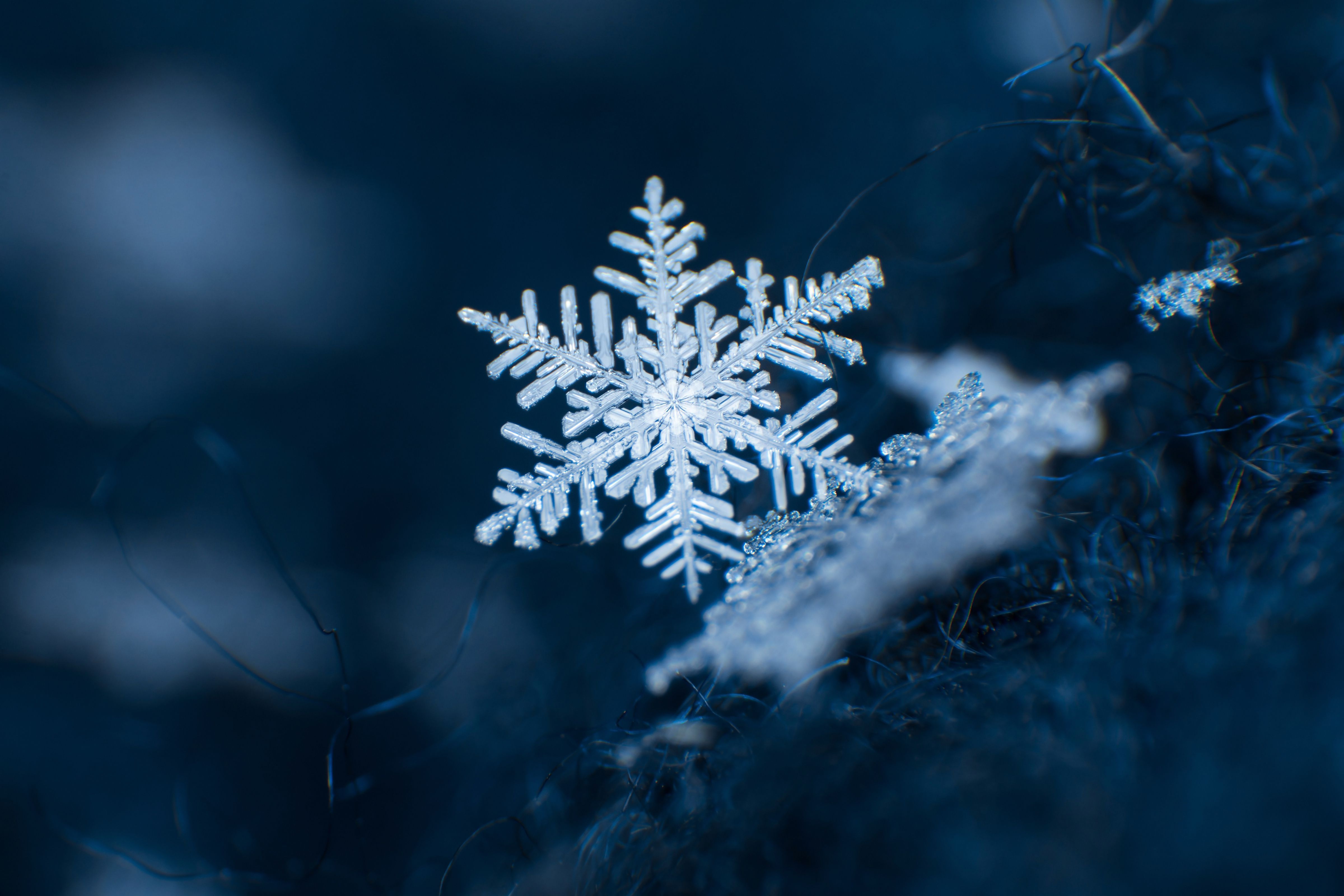 A snowflake is sitting on top of some grass - Snowflake