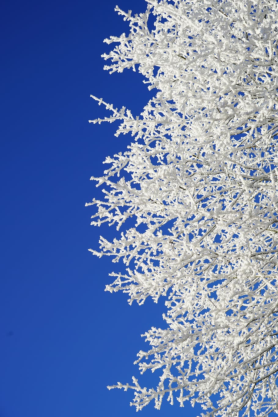 Snowflake photography picture 1080P, 2K, 4K, 5K HD wallpaper free download