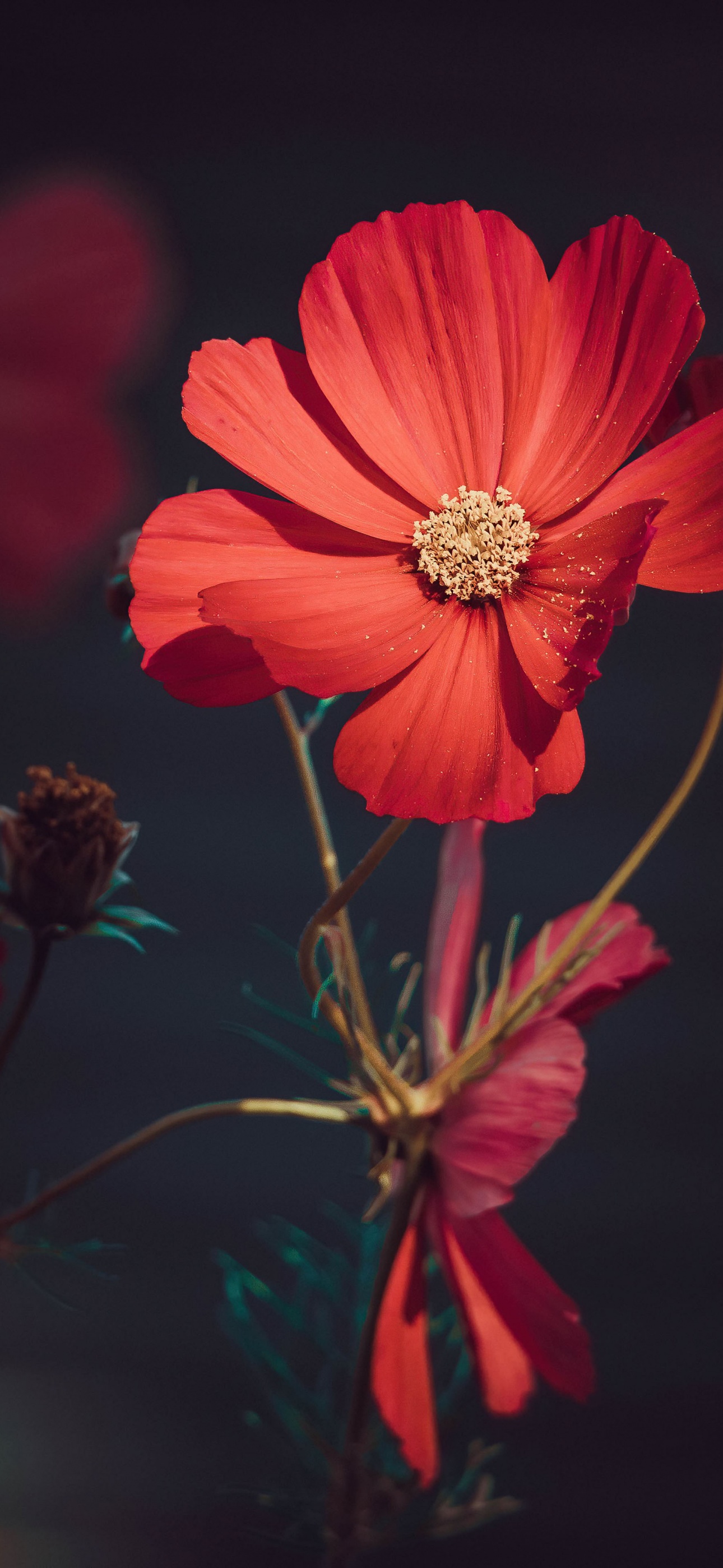 A red flower with green leaves and stem - Dark orange