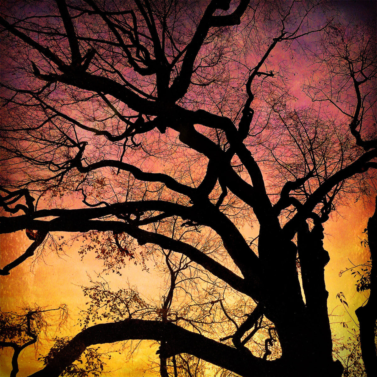 A tree is silhouetted against a pink and orange sky. - Dark orange