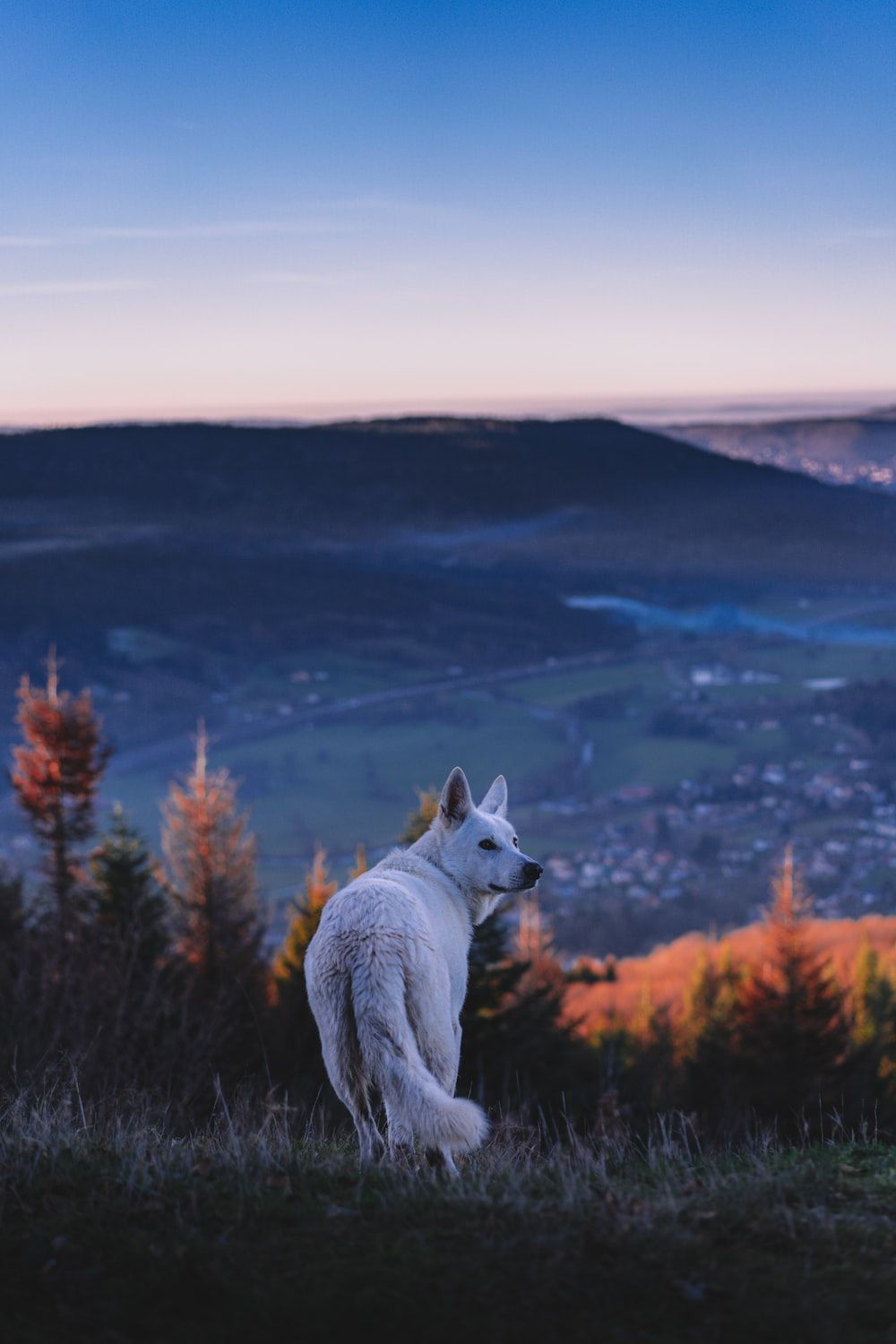 A white dog standing on a hilltop with a view of a valley - Wolf