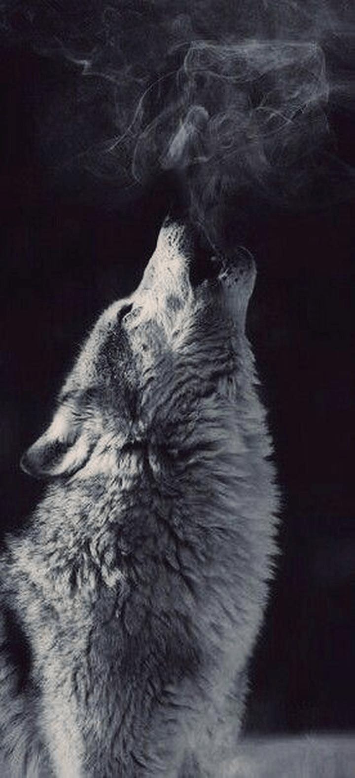 A black and white photo of an animal with smoke coming out - Wolf