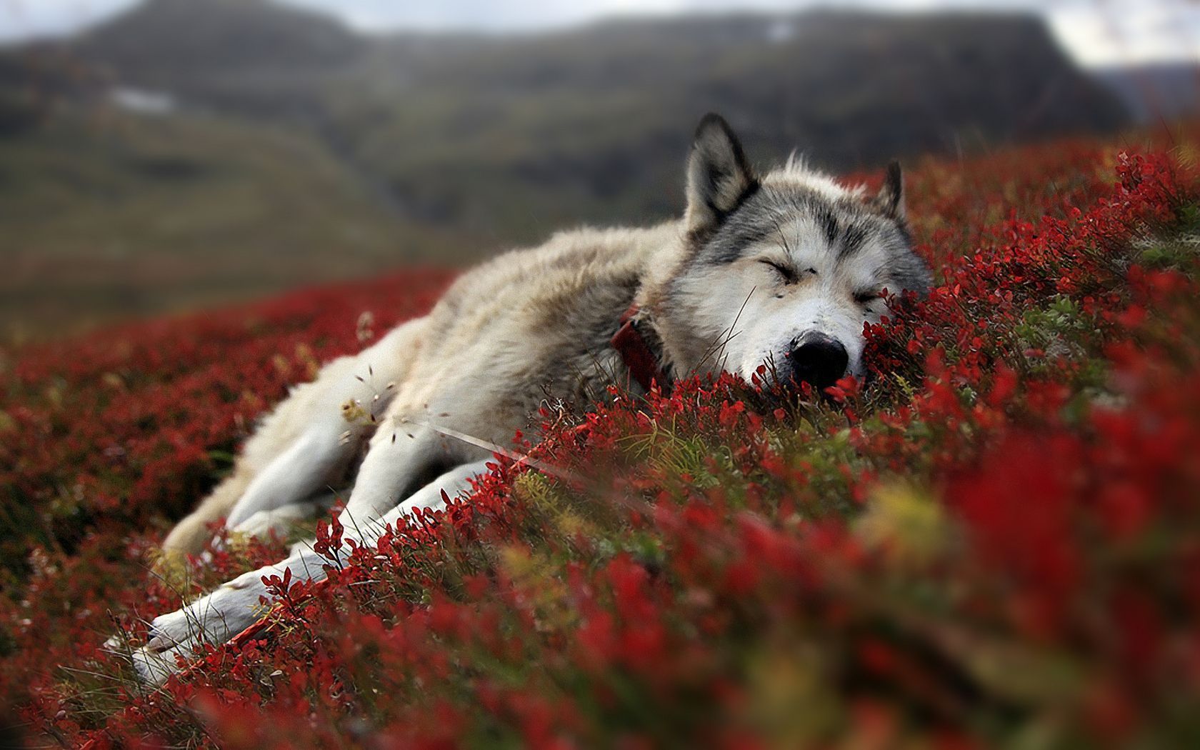 A sleeping dog in a field of red flowers. - Wolf