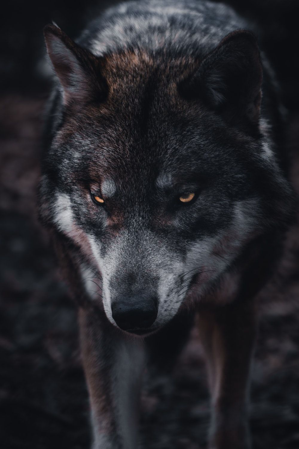 A black and grey wolf with yellow eyes - Wolf