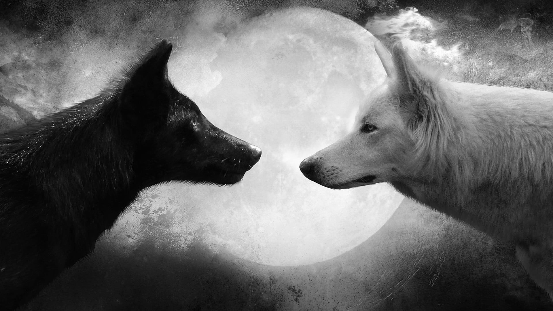 Wallpaper White And Black Wolf Digital Wallpaper, Moon