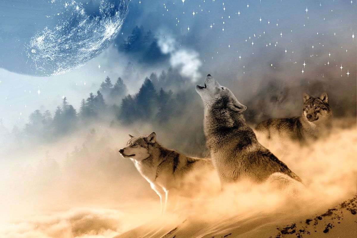 Howling wolves in the desert at night - Wolf