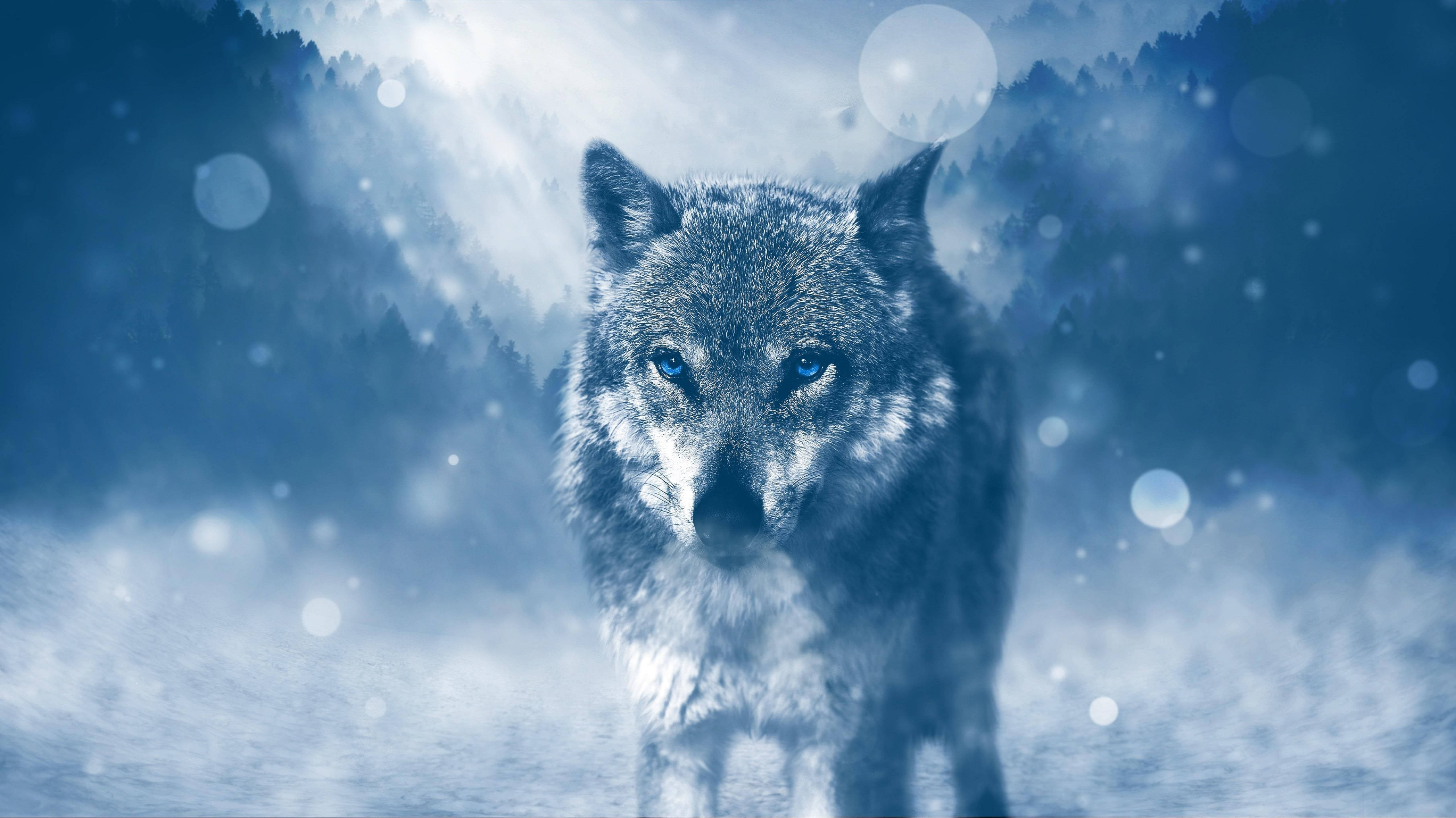 A wolf is standing in the snow - Wolf