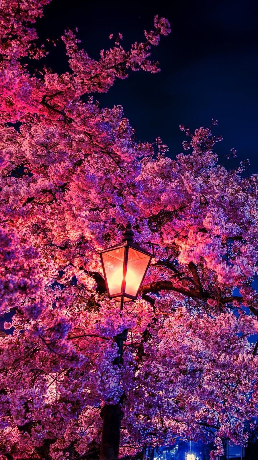 A night time street light with pink cherry blossoms in the foreground - Cherry blossom