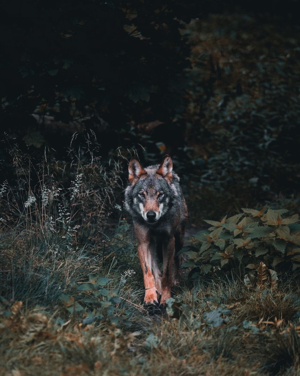 A lone wolf in the woods - Wolf