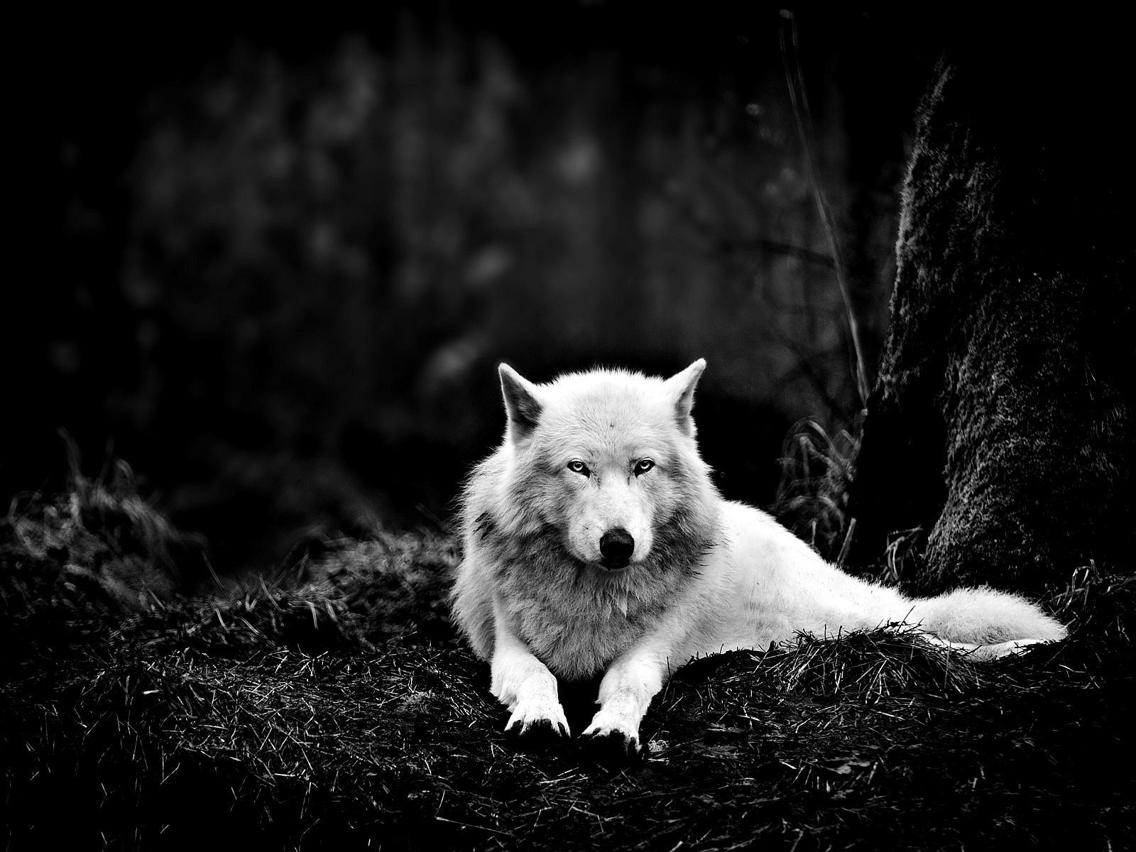 A black and white photo of an animal - Wolf