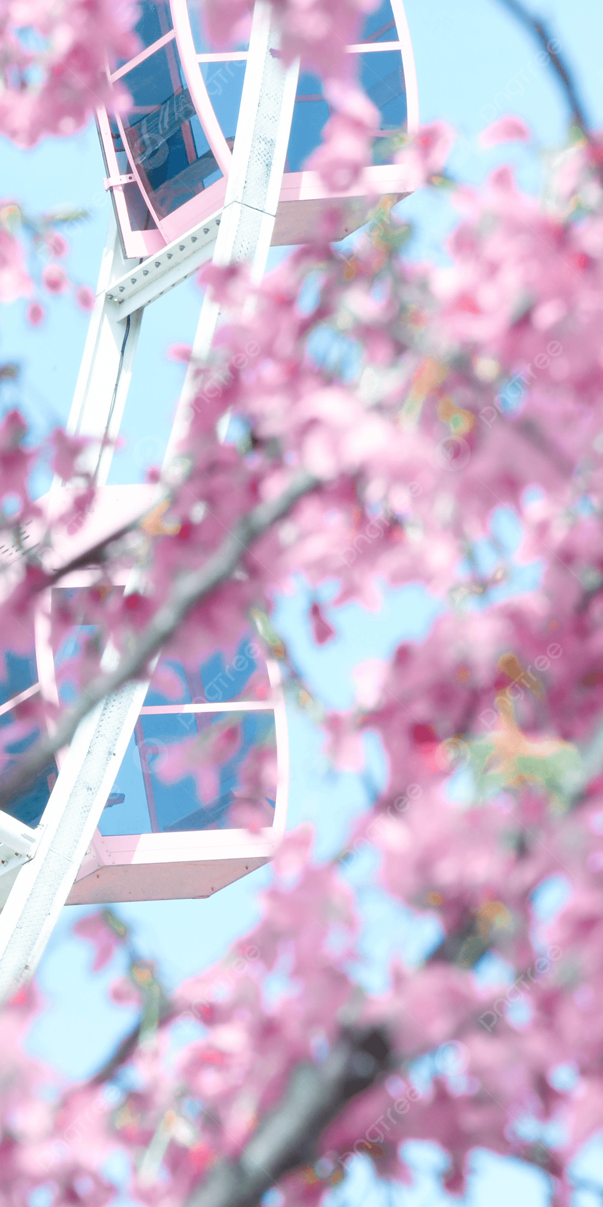 A ferris wheel behind cherry blossoms - Cherry blossom