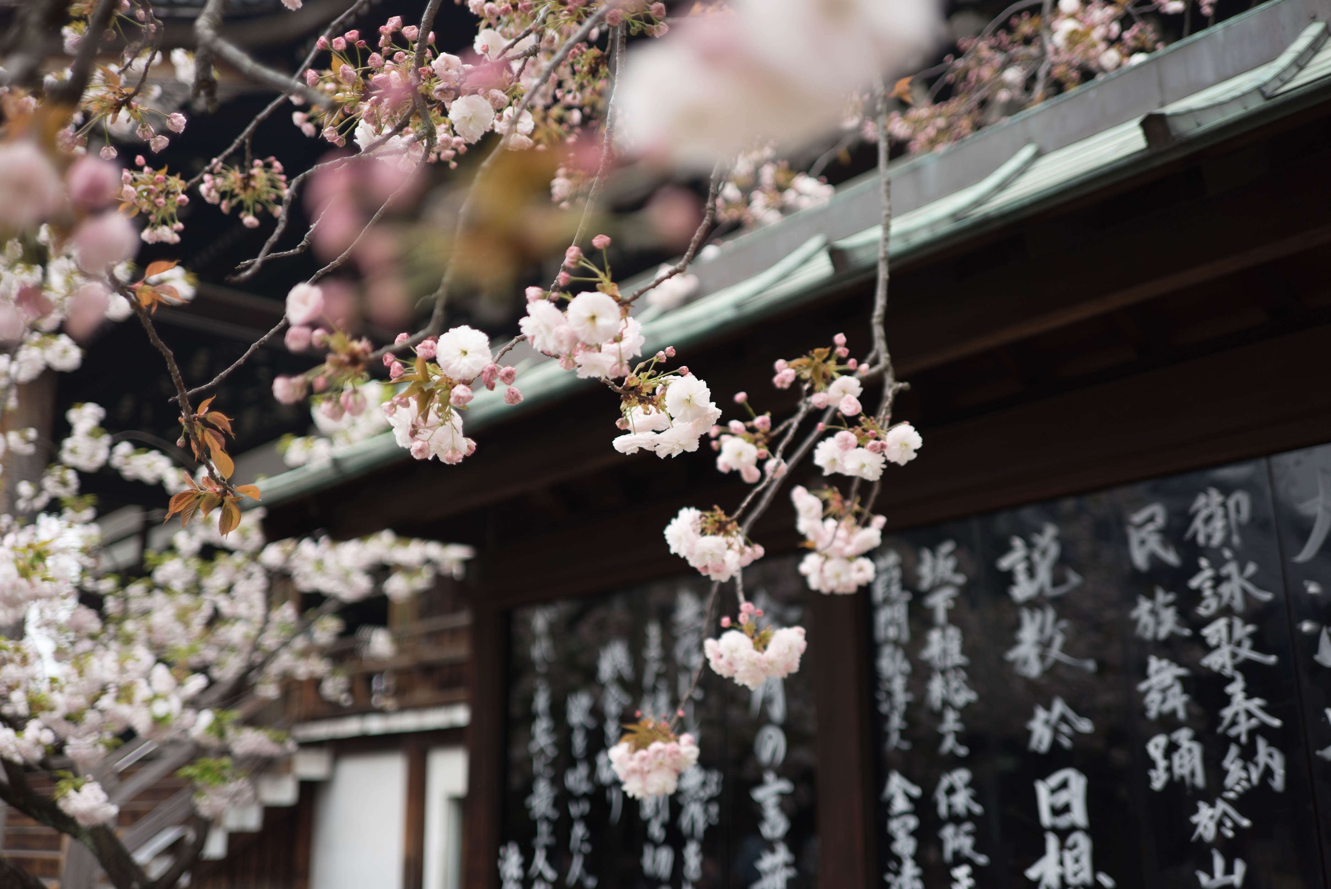 Pink flowers on a tree branch in front of a building - Cherry blossom