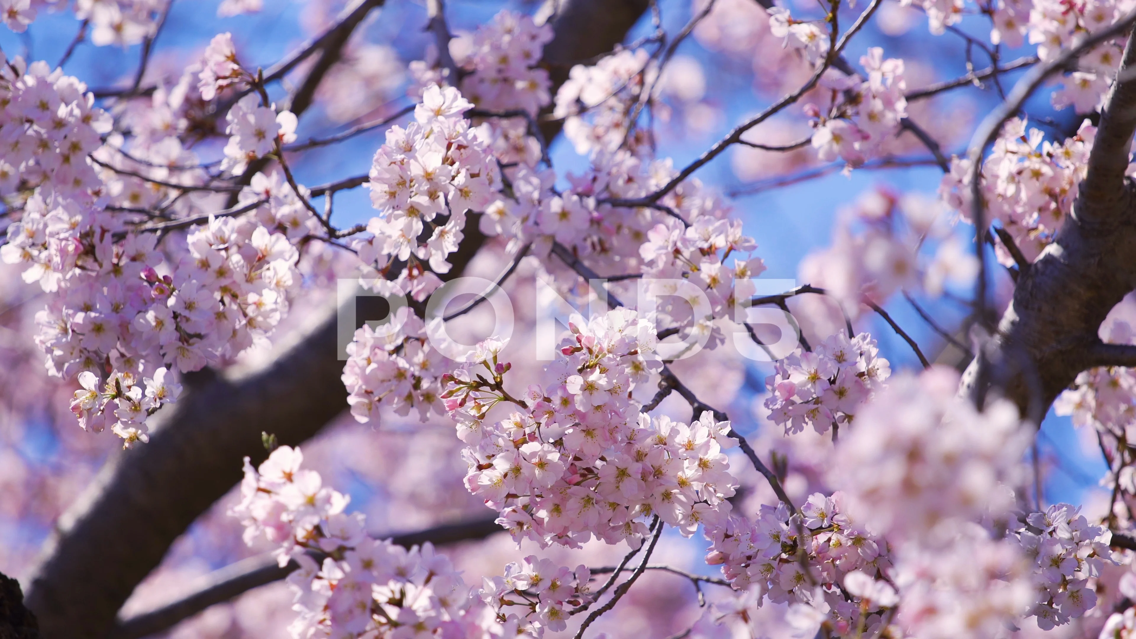 beautiful Sakura, Cherry Blossom flower