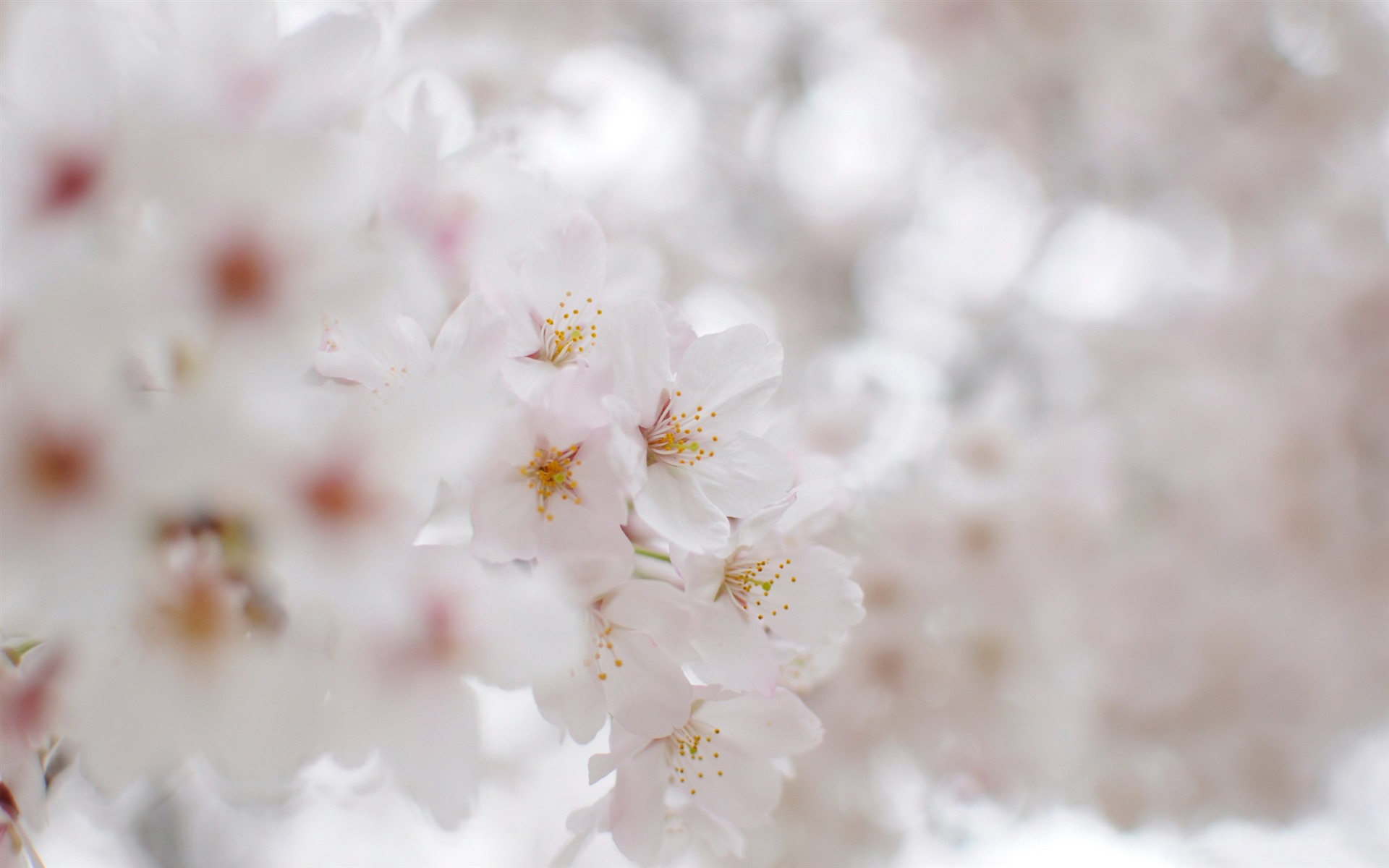 Beautiful Japanese cherry blossom season wallpaper 23