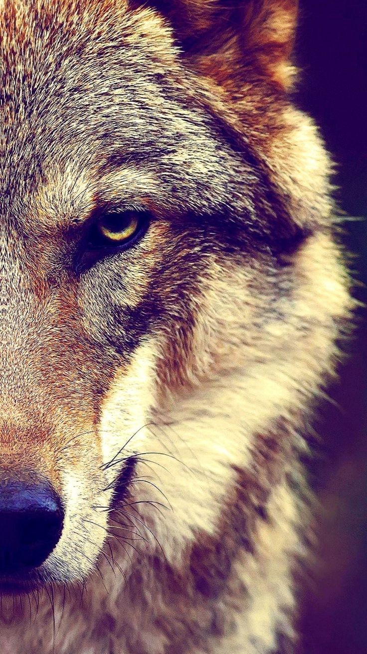 A close up of the face and eyes - Wolf