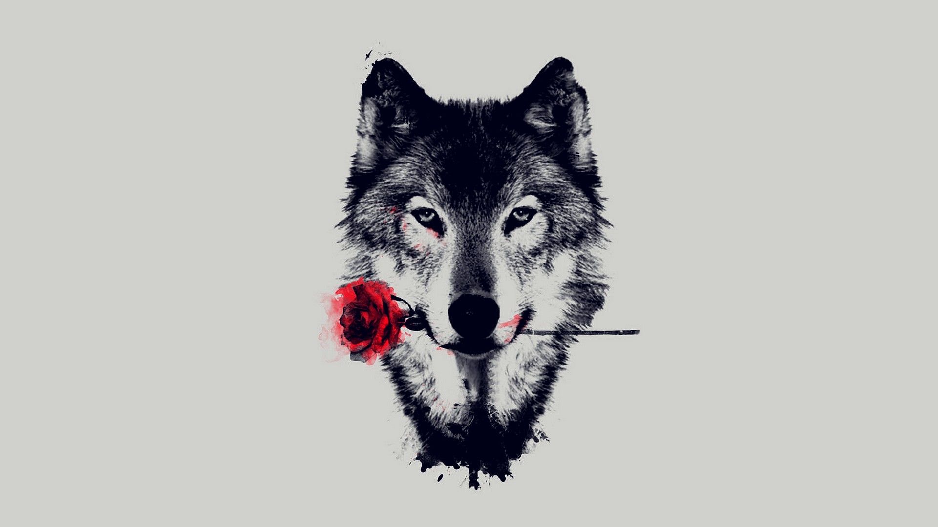 Wolf with a rose in his mouth wallpaper 1920x1080 1920x1080 - Wolf