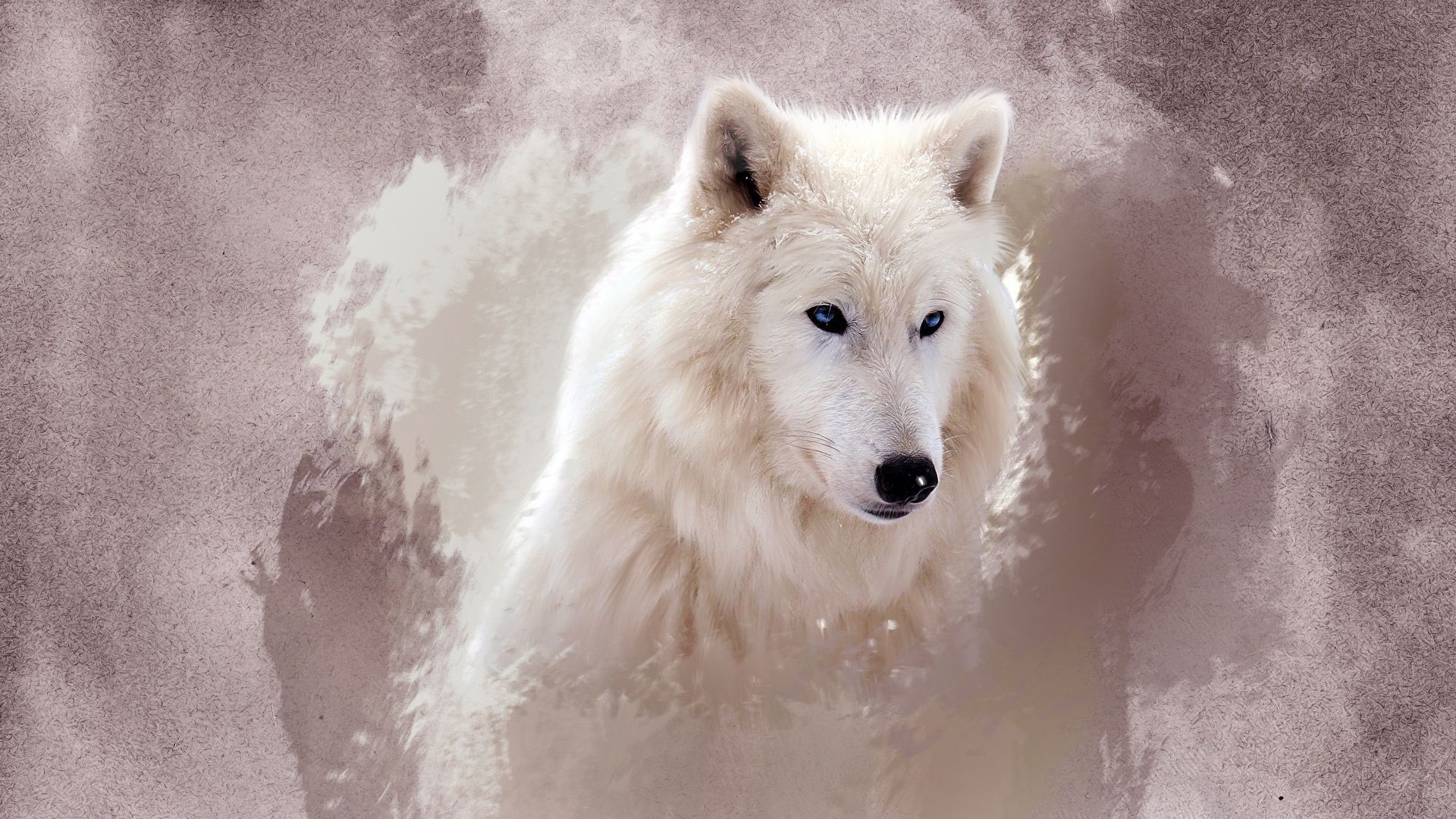 A white wolf with blue eyes looking out from a cave - Wolf