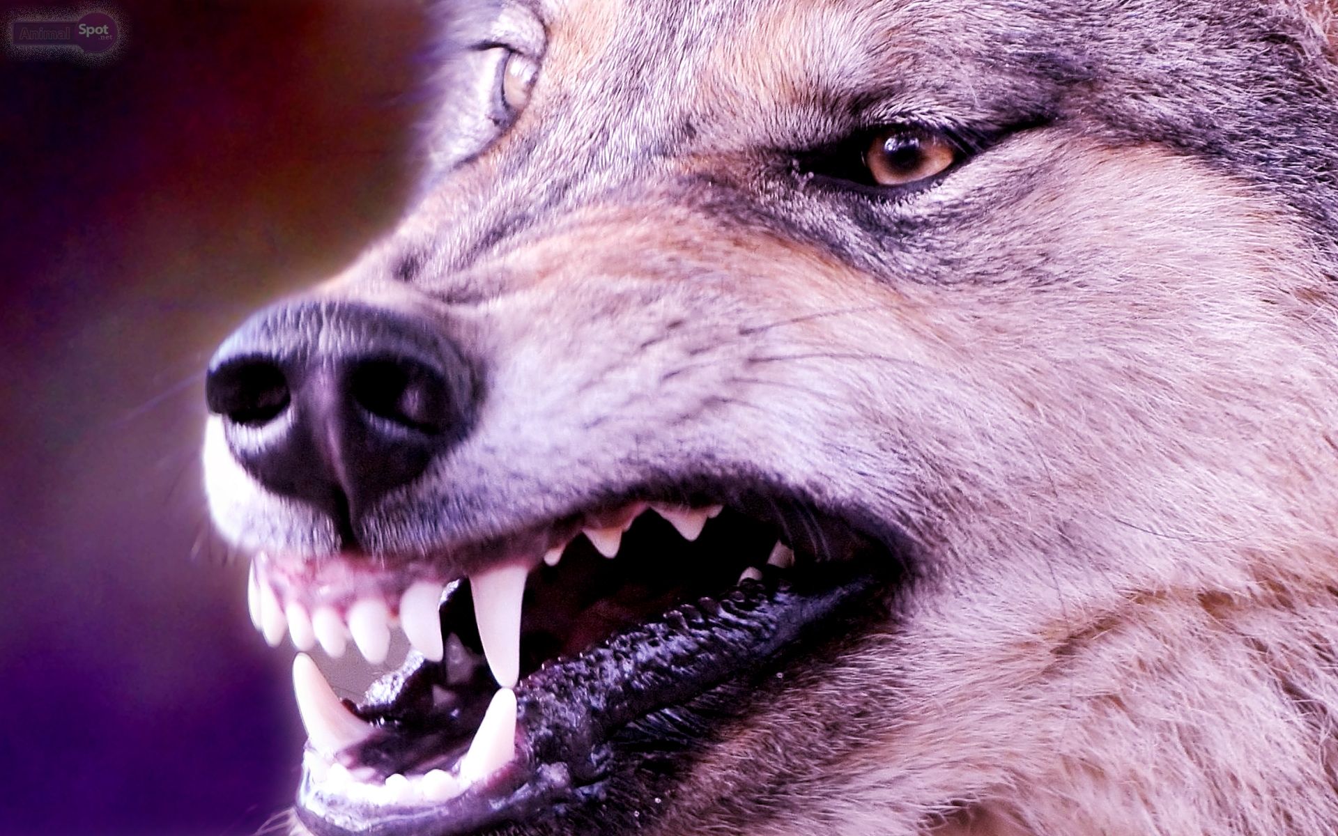 A close up of a snarling wolf's face with its teeth bared. - Wolf