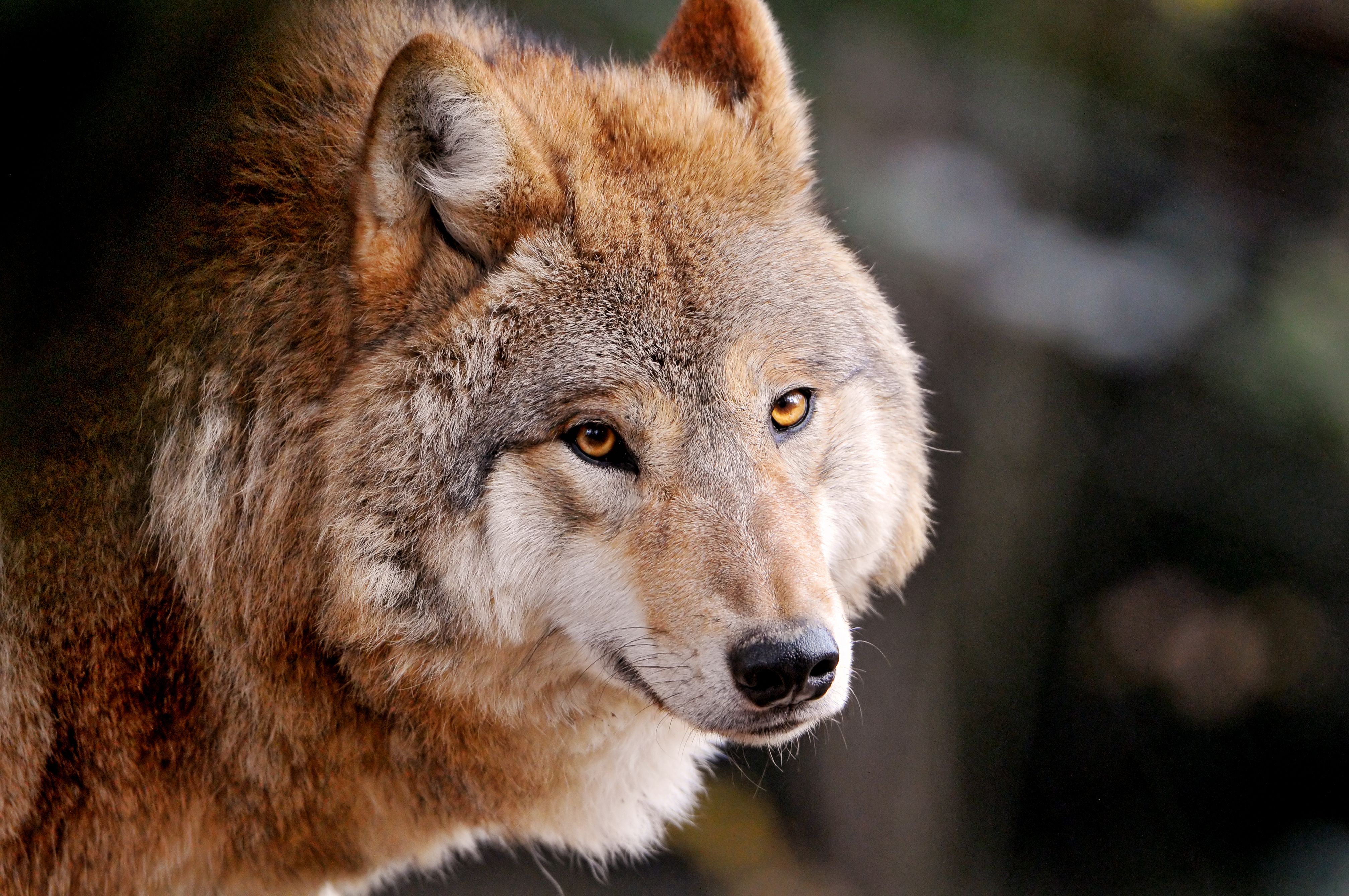 A wolf staring into the distance with a blurry background - Wolf