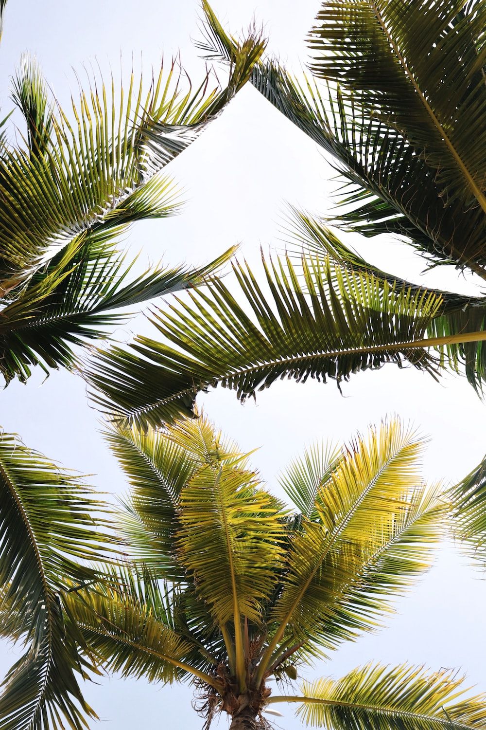 green coconut trees photo