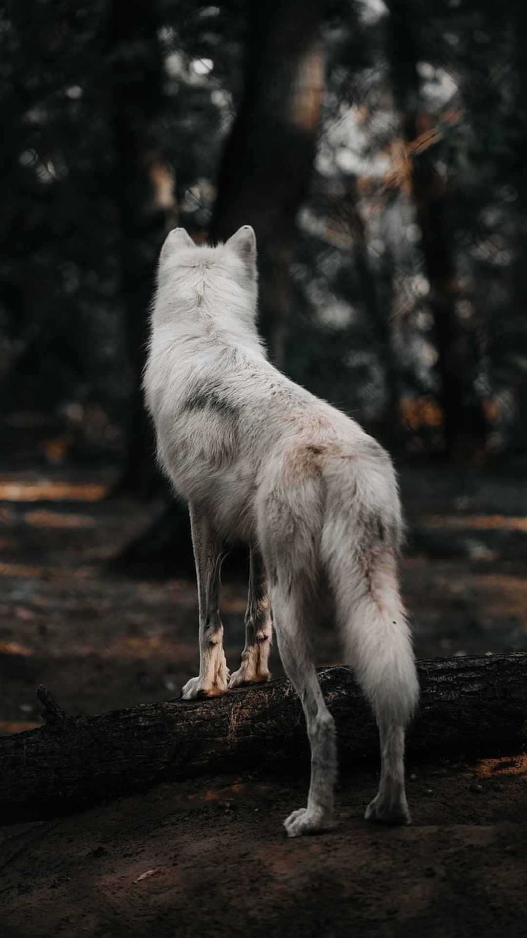 A white wolf standing on a log in the forest - Wolf