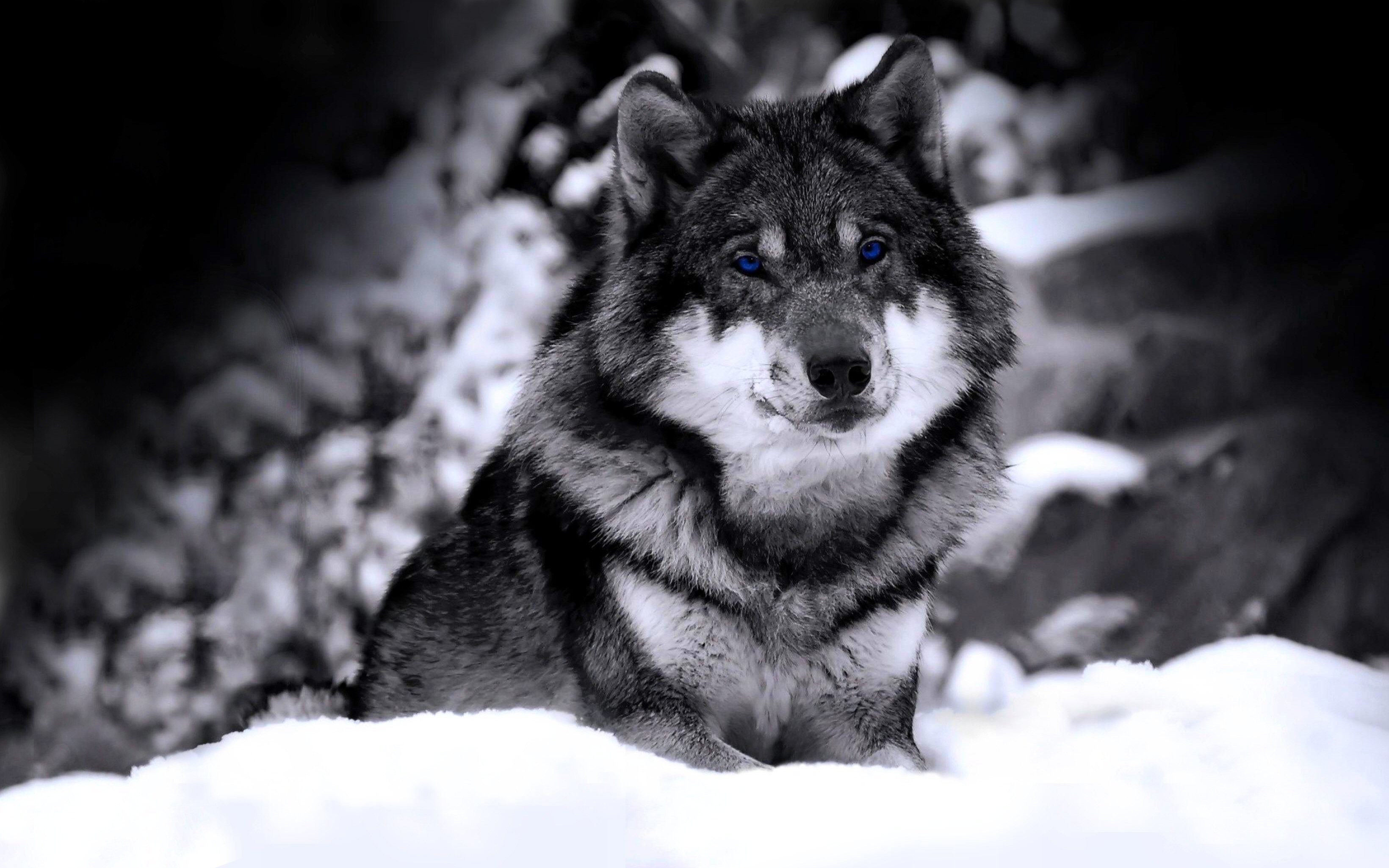 A wolf sitting in the snow with blue eyes - Wolf