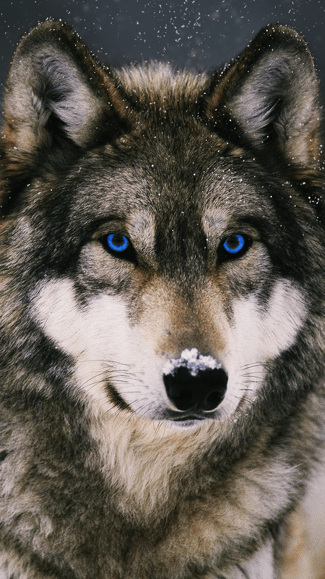 A wolf with blue eyes is looking at the camera - Wolf