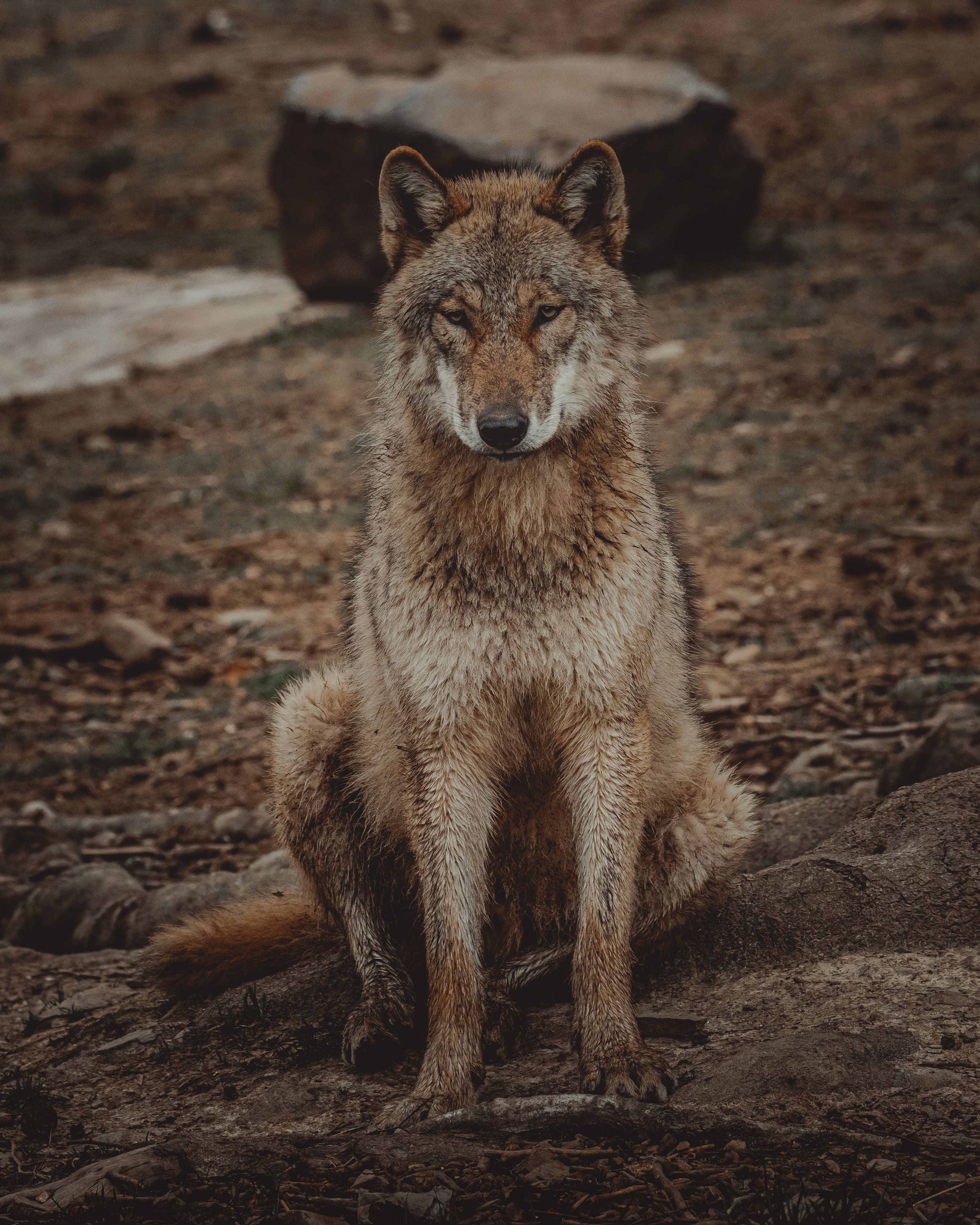 A wolf sitting on the ground - Wolf