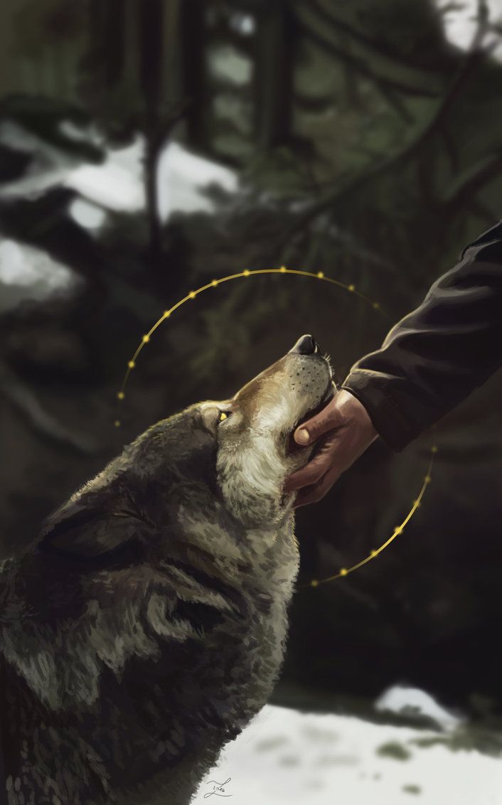 A person petting a wolf in the forest. - Wolf