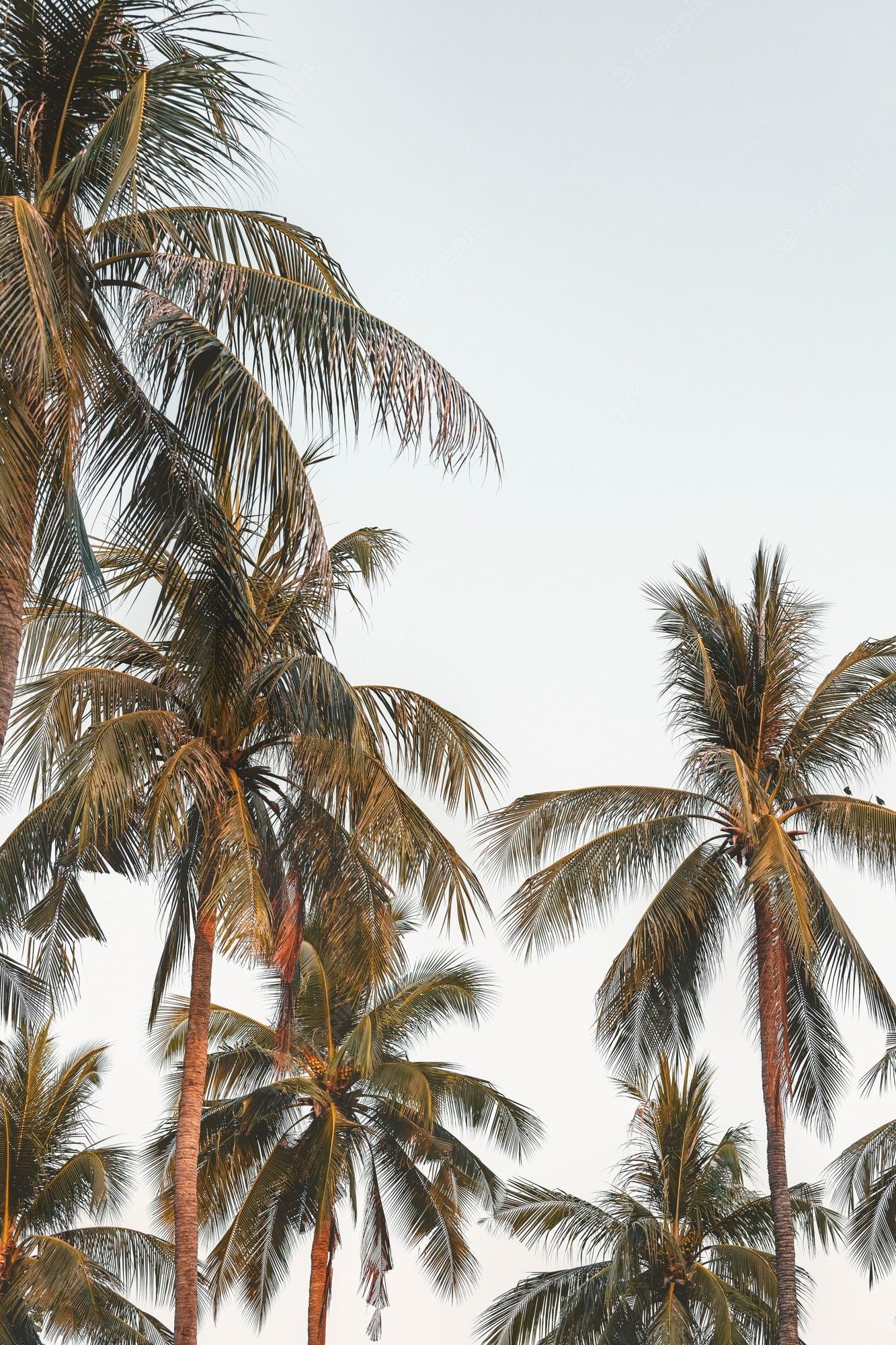 Free Photo. Coconut palm trees with sky background