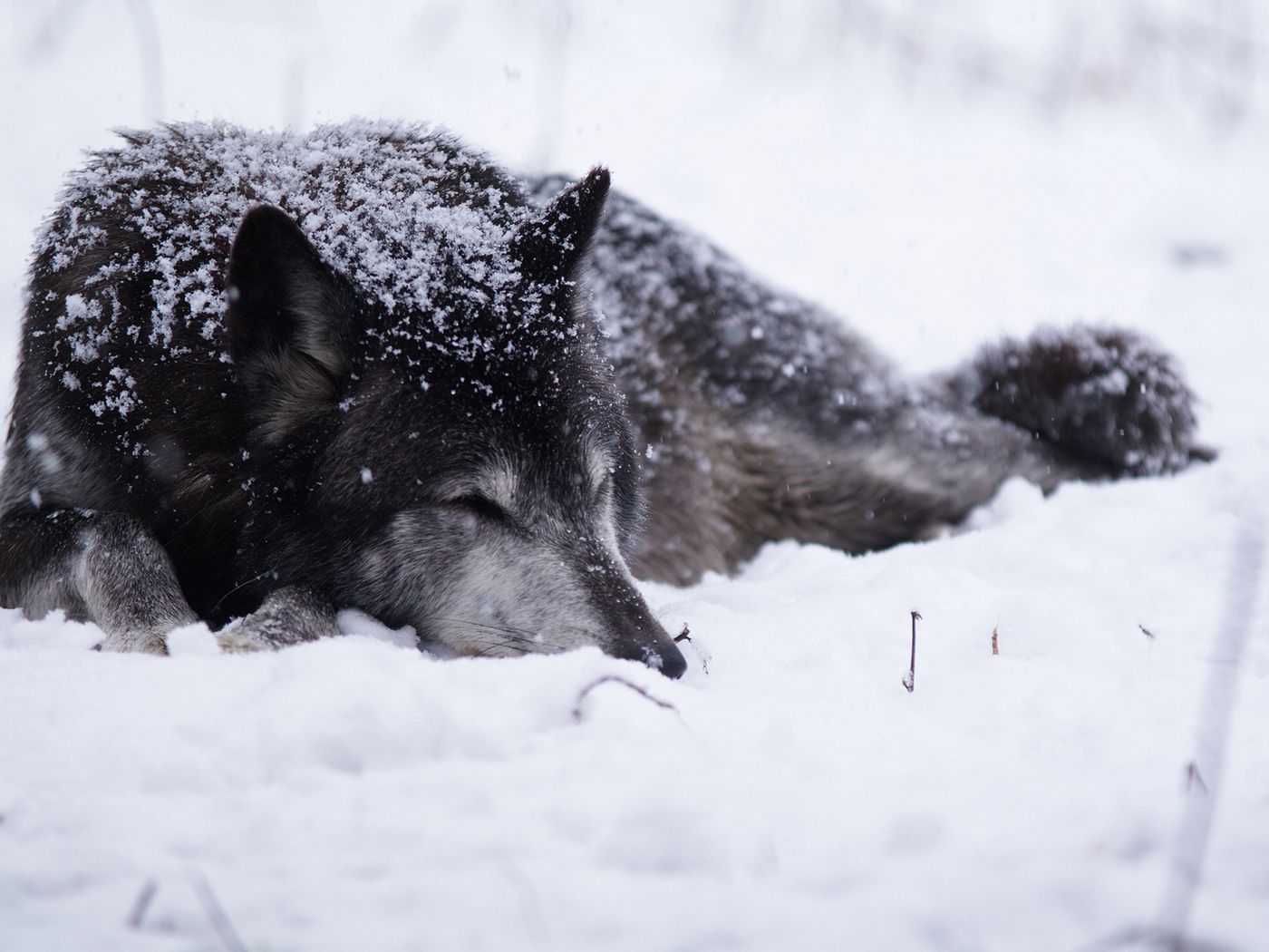 A wolf sleeping in the snow - Wolf