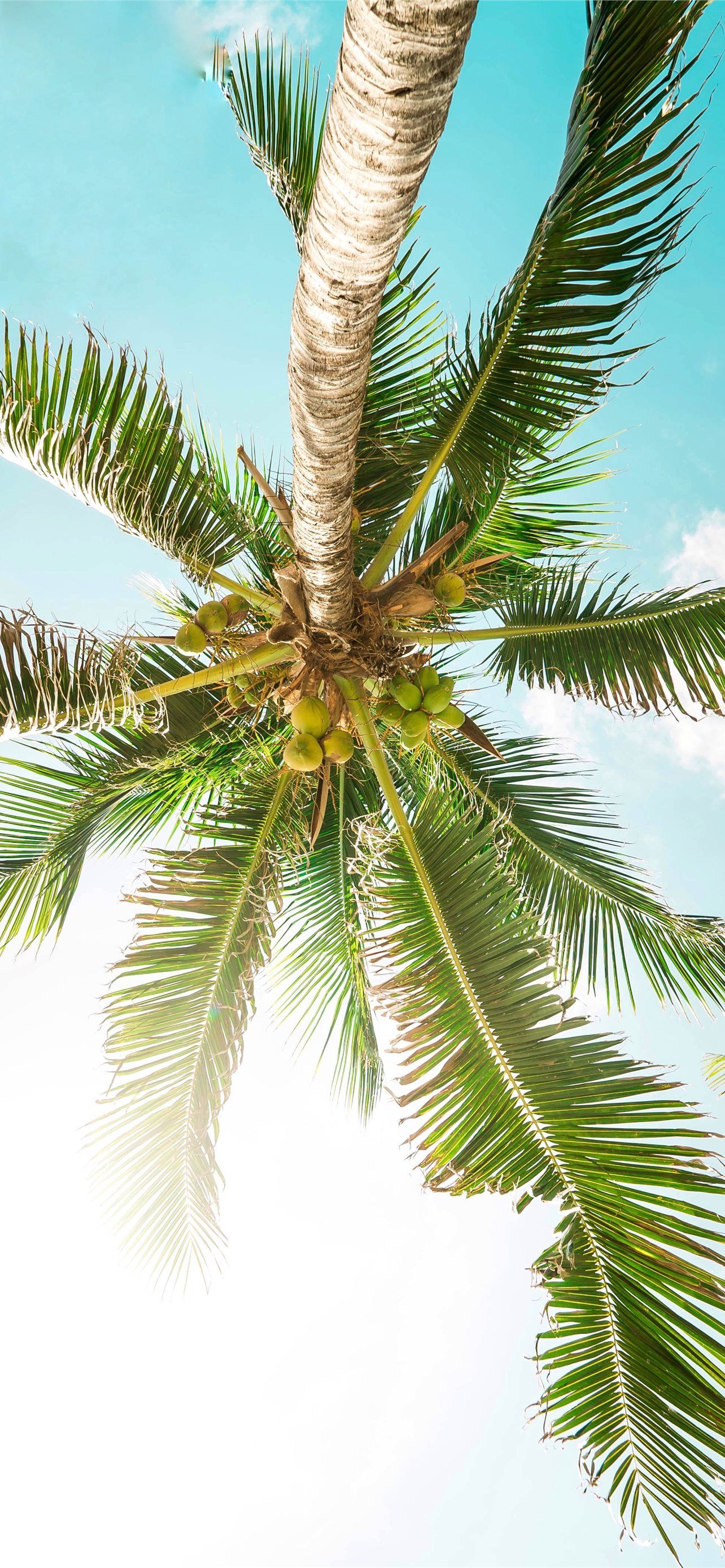 bottom photography green coconut tree iPhone Wallpaper Free Download