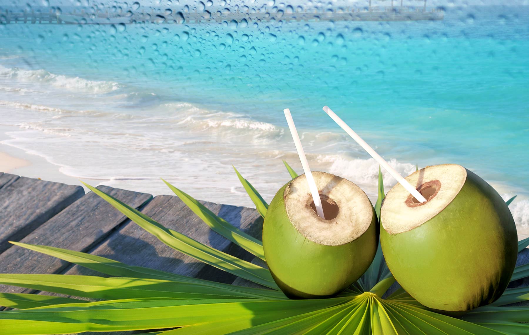 Two coconuts on a palm leaf with the ocean in the background - Coconut